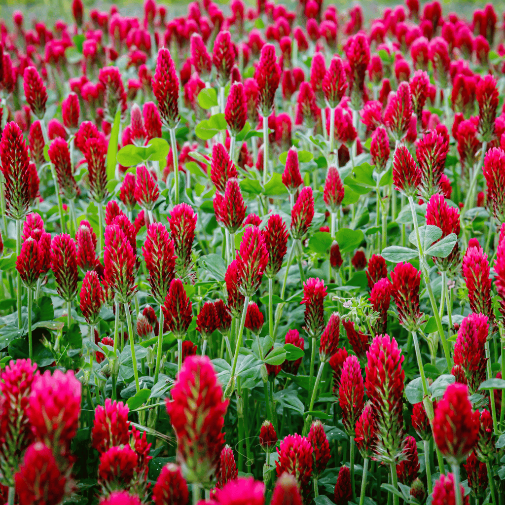Crimson “Dixie” Clover – 1,000 Seeds Southern Seeds
