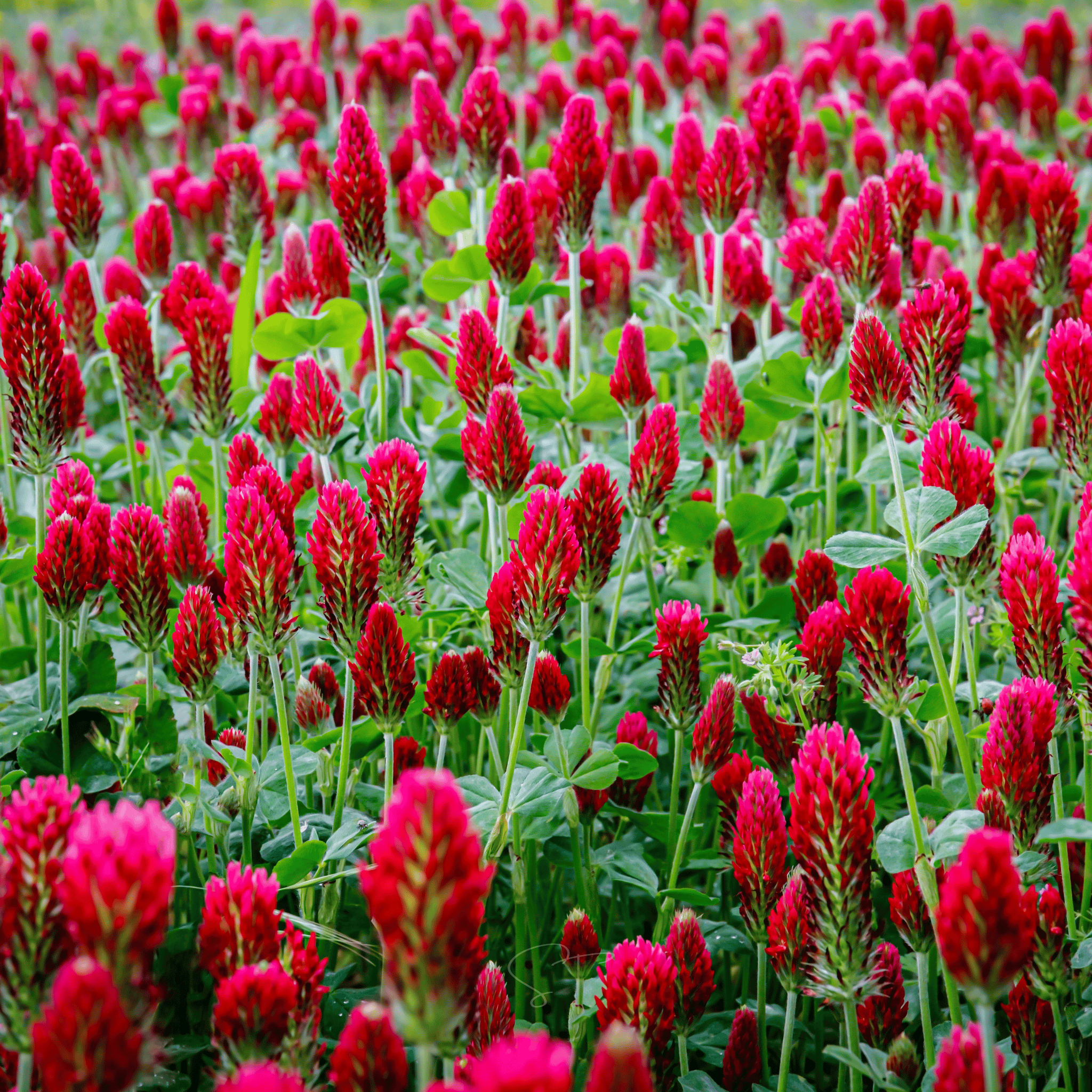 Crimson “Dixie” Clover – 1,000 Seeds Southern Seeds