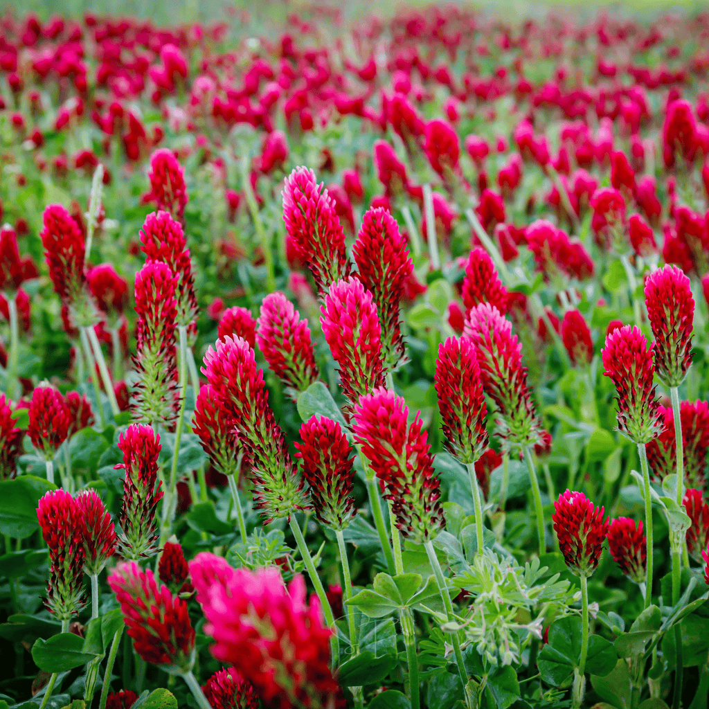 Crimson “Dixie” Clover – 1,000 Seeds Southern Seeds