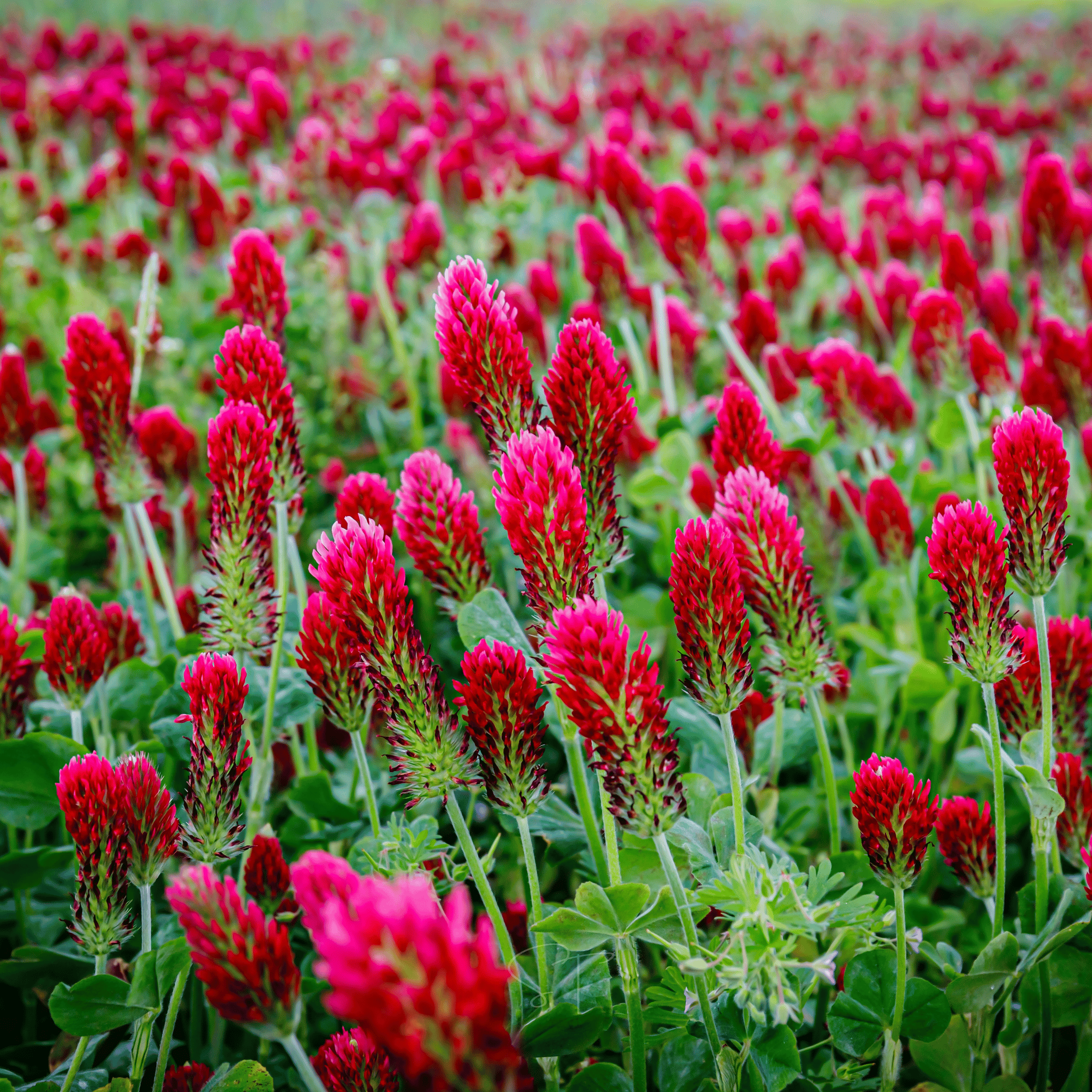 Crimson “Dixie” Clover – 1,000 Seeds Southern Seeds