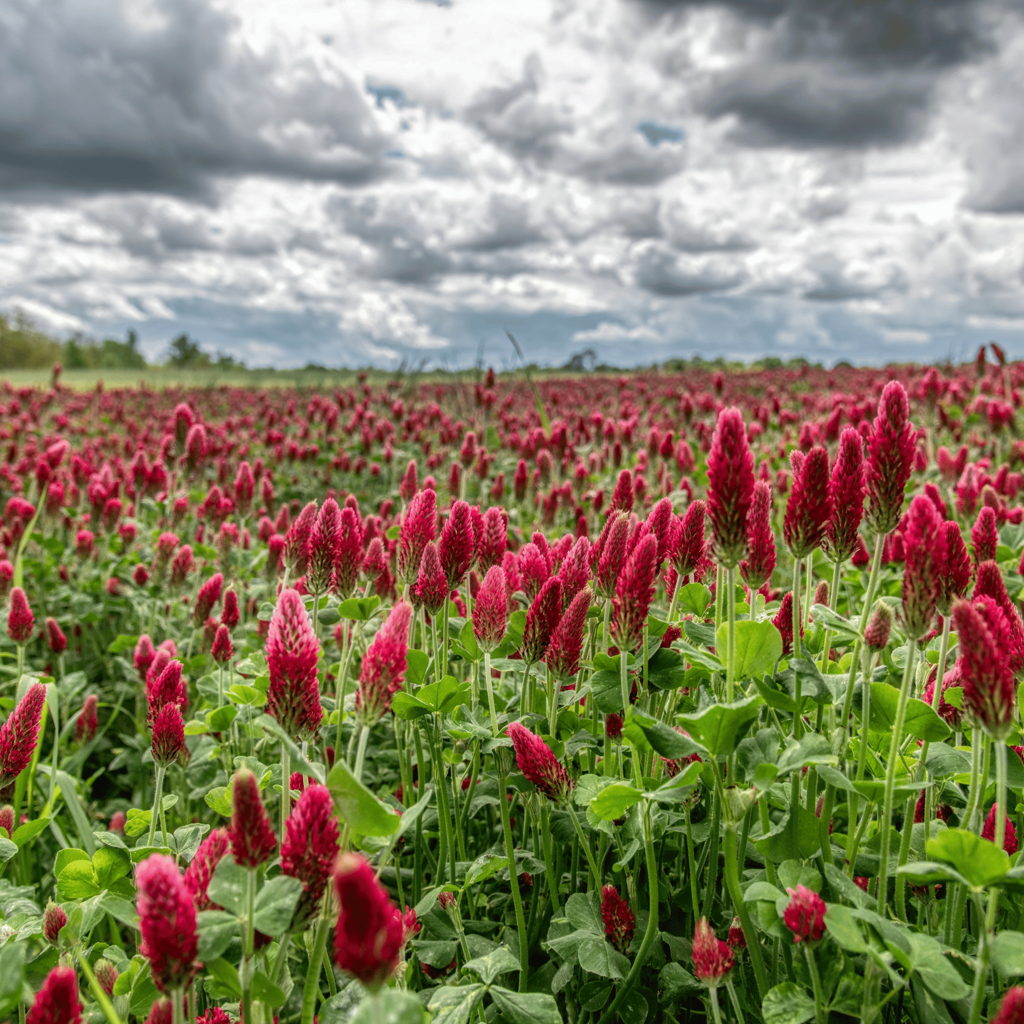 Crimson “Dixie” Clover – 1,000 Seeds Southern Seeds