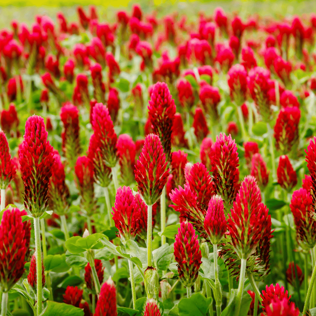 Crimson “Dixie” Clover – 1,000 Seeds Southern Seeds