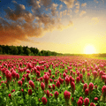 Crimson “Dixie” Clover – 1,000 Seeds Southern Seeds