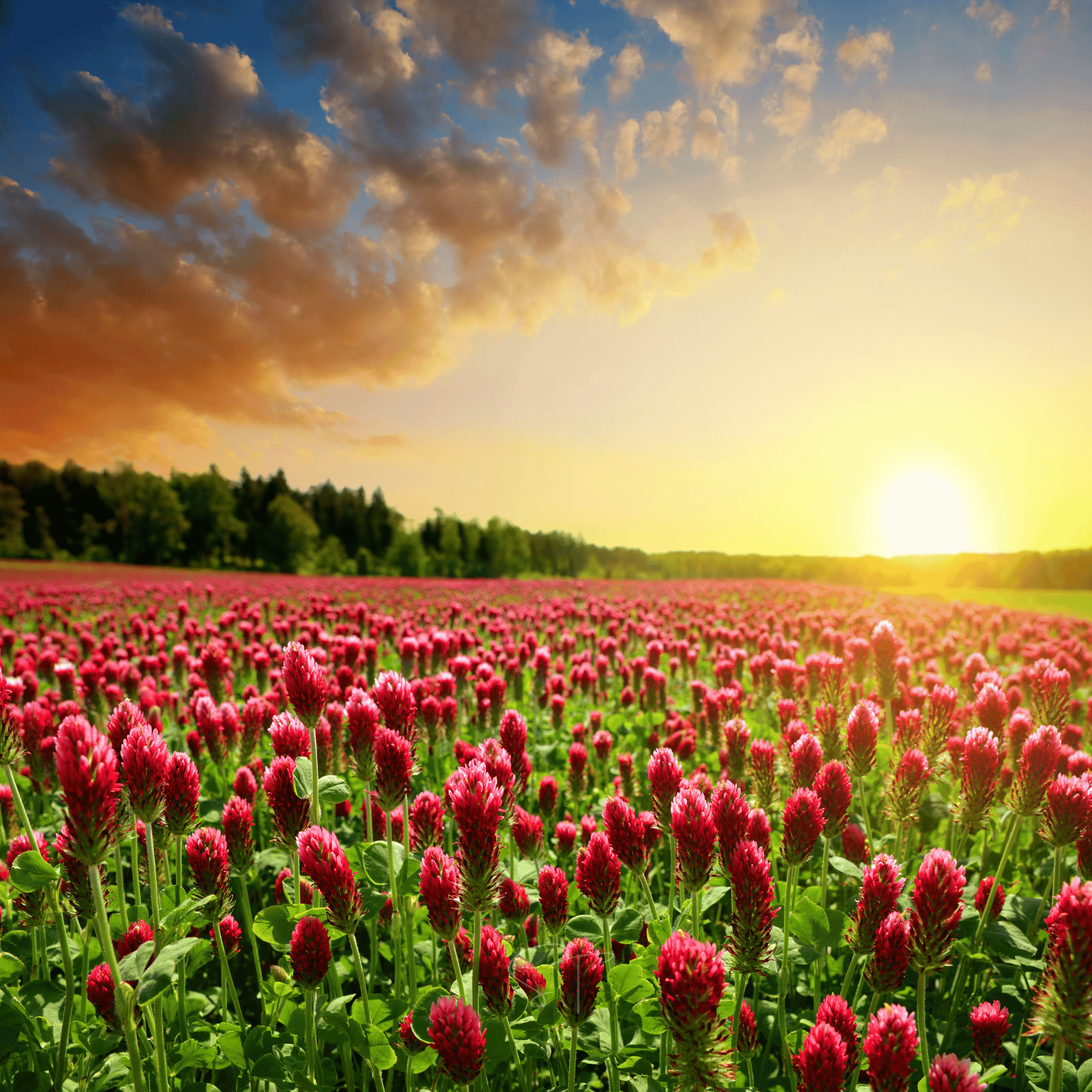 Crimson “Dixie” Clover – 1,000 Seeds Southern Seeds