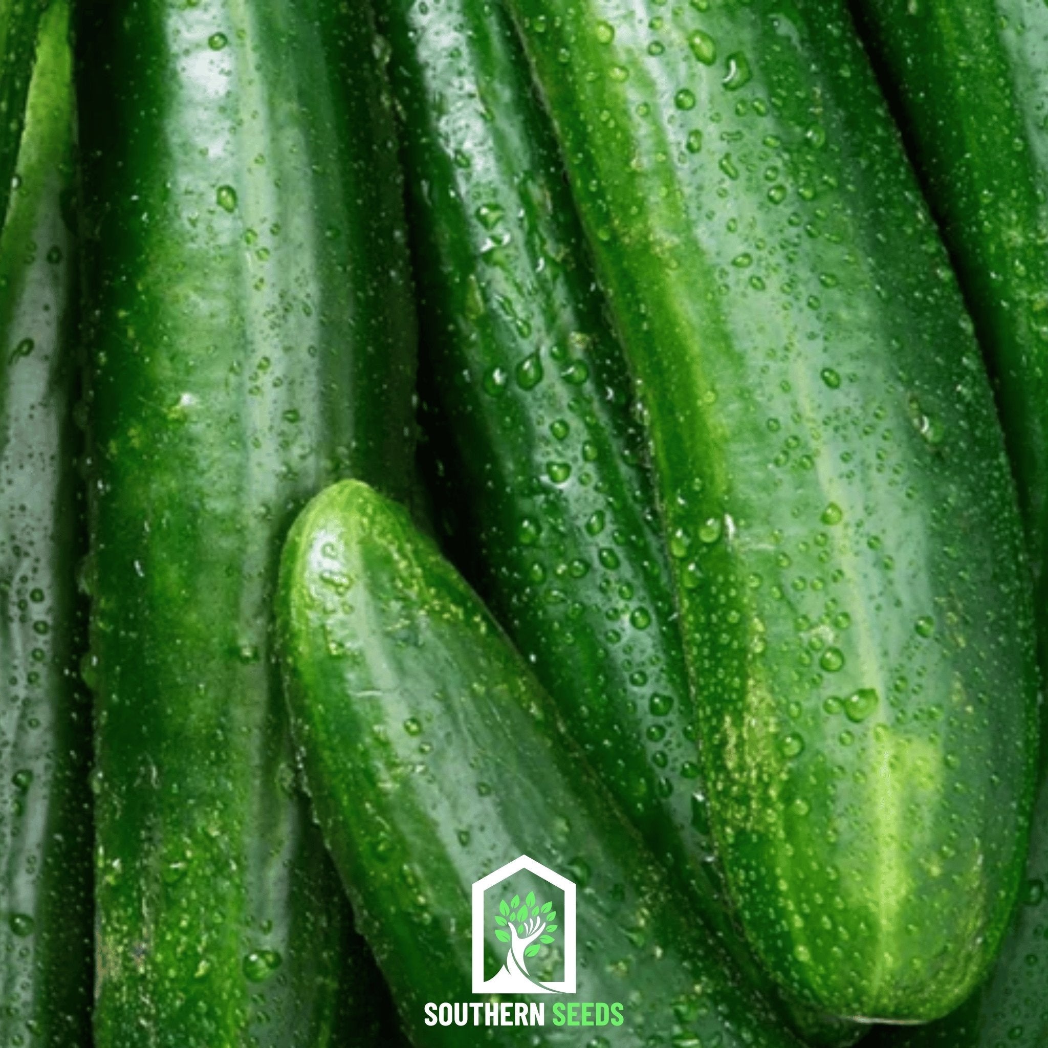Beit Alpha Cucumber – 30 Seeds Southern Seeds
