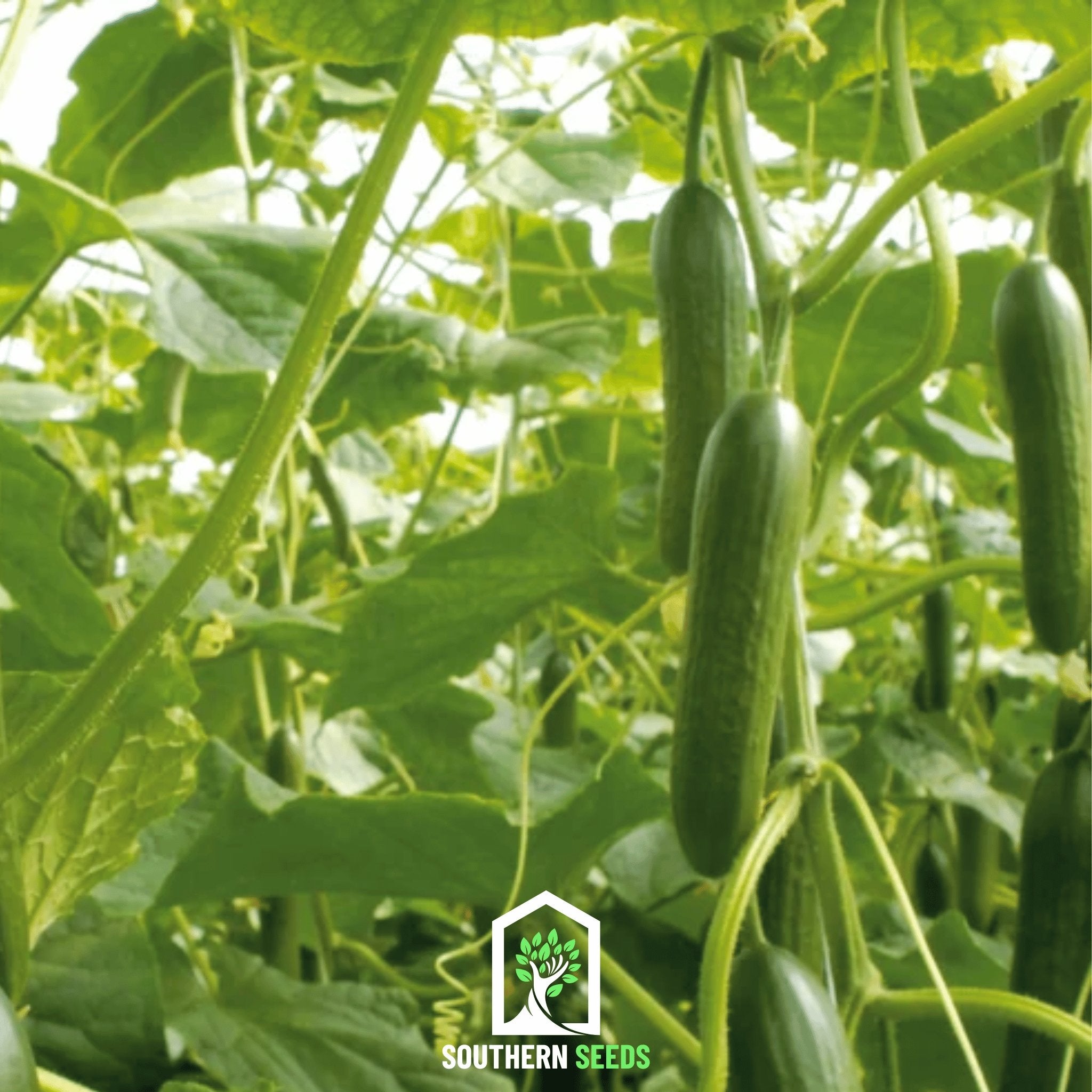 Beit Alpha Cucumber – 30 Seeds Southern Seeds