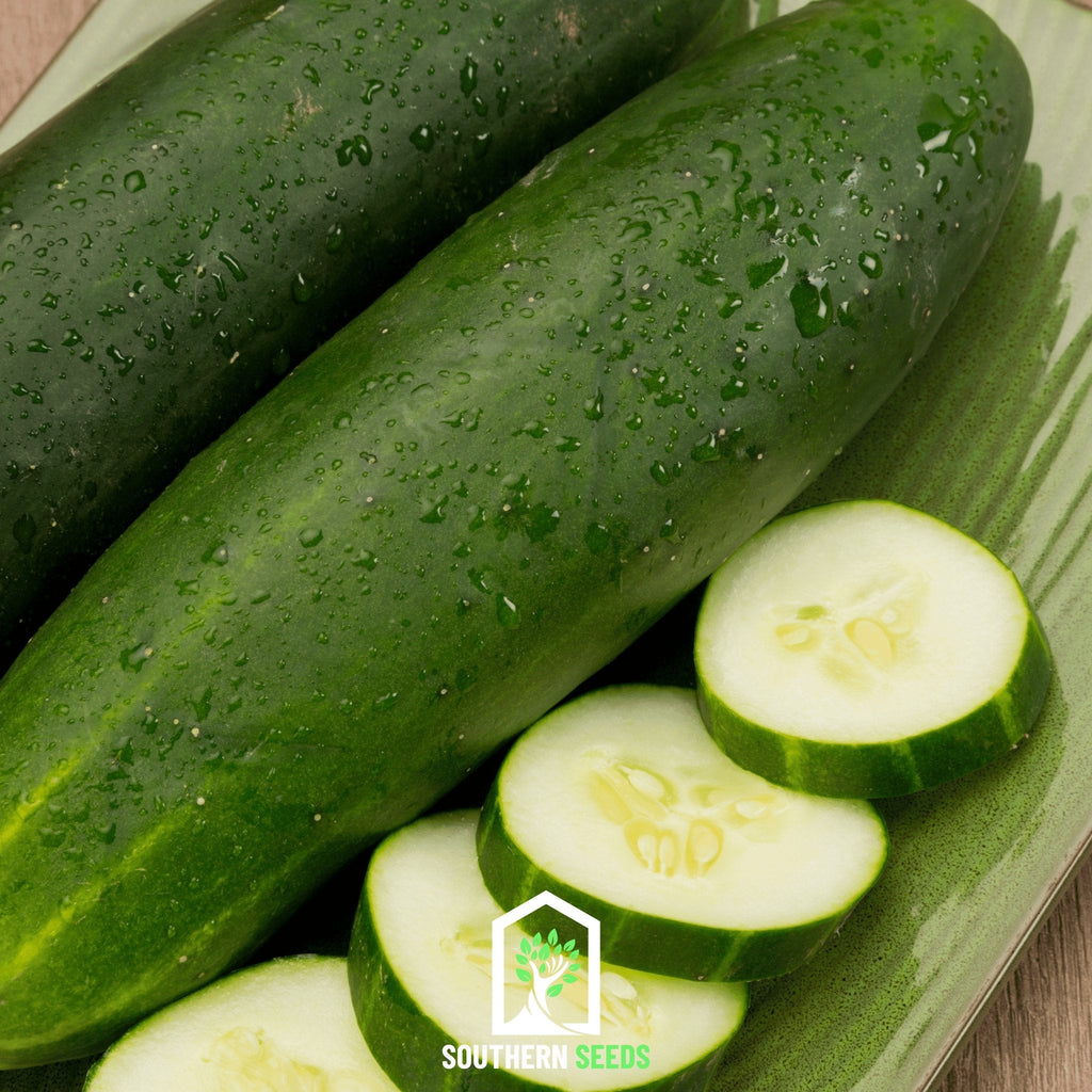 Beit Alpha Cucumber – 30 Seeds Southern Seeds