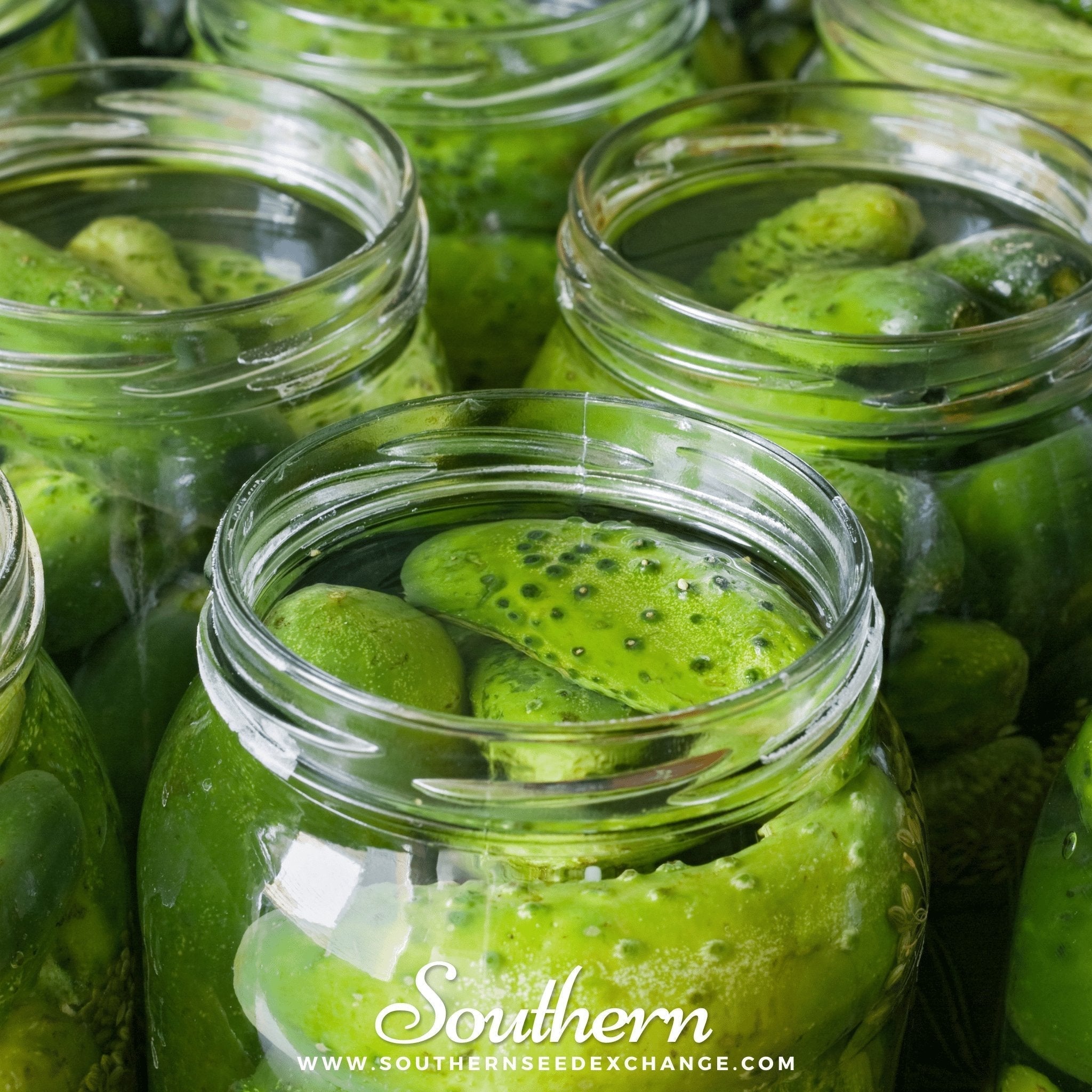 Boston Pickling Cucumber – 30 Seeds Southern Seeds