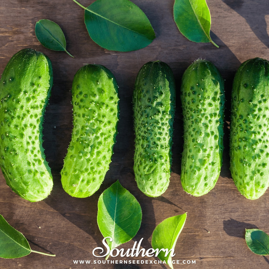 Boston Pickling Cucumber – 30 Seeds Southern Seeds