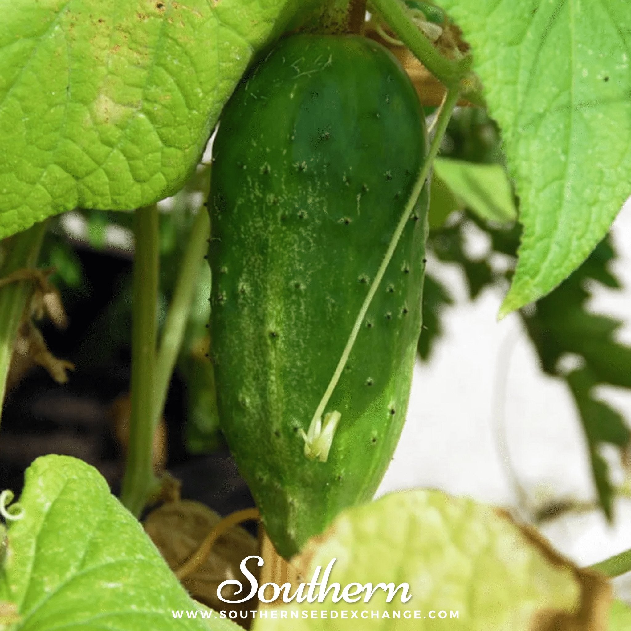 Boston Pickling Cucumber – 30 Seeds Southern Seeds
