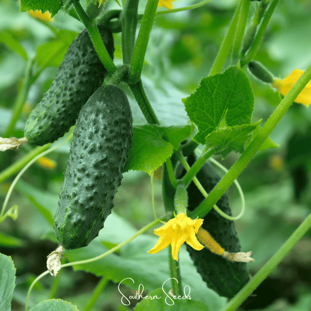 H-19 Little Leaf Cucumber – 30 Seeds Southern Seeds