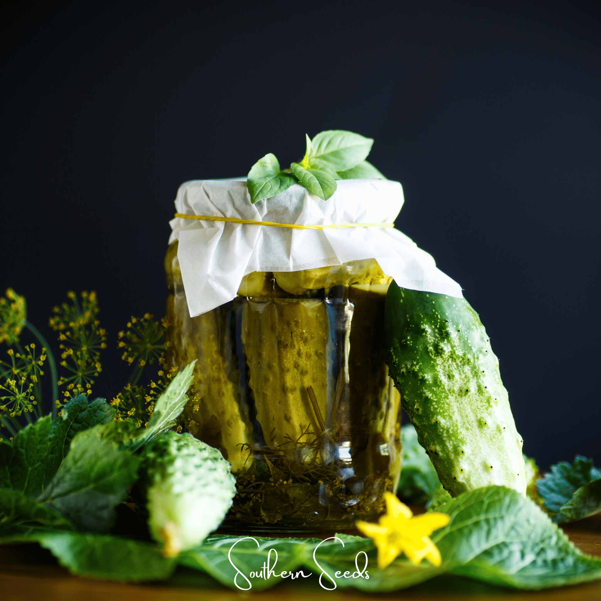 H-19 Little Leaf Cucumber – 30 Seeds Southern Seeds
