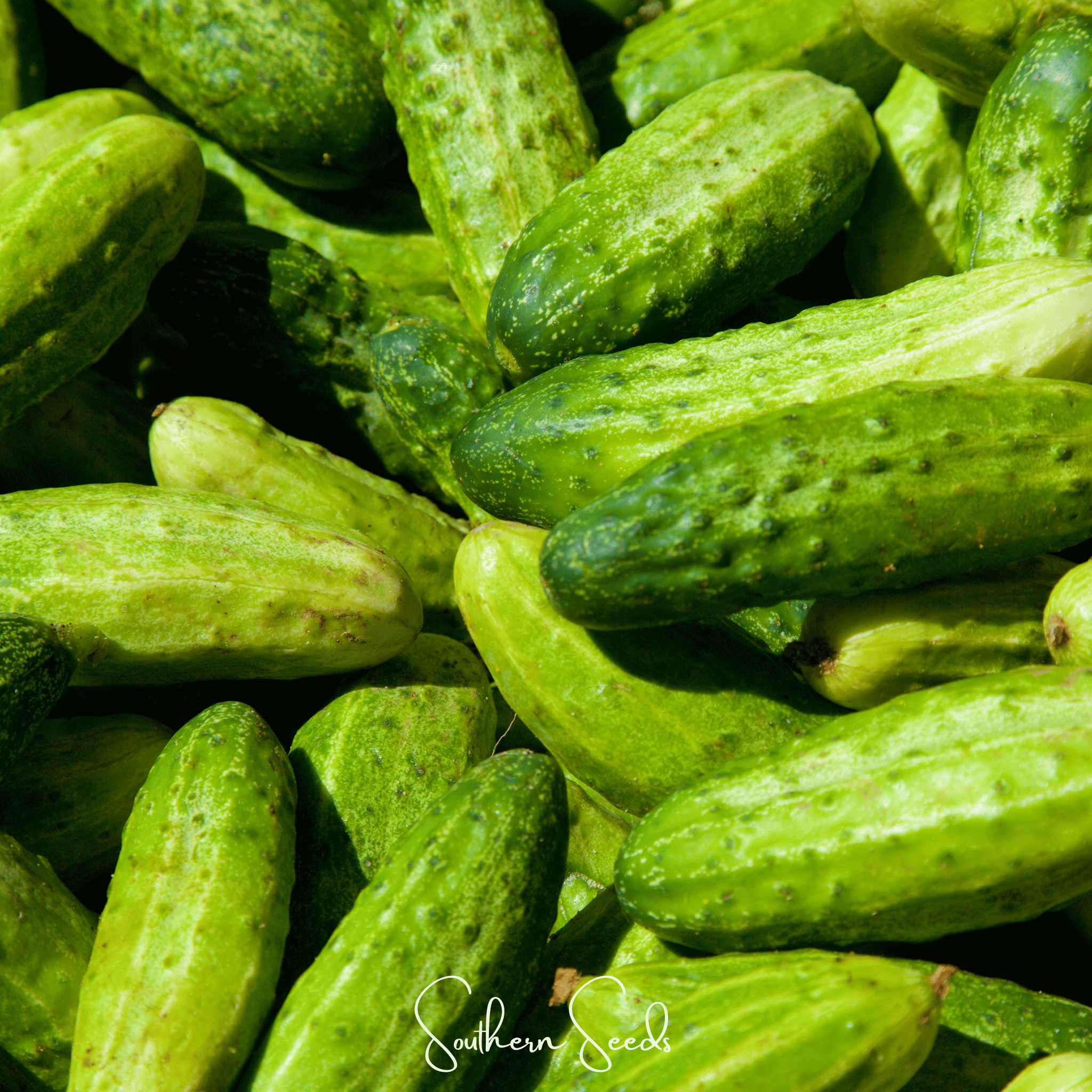H-19 Little Leaf Cucumber – 30 Seeds Southern Seeds