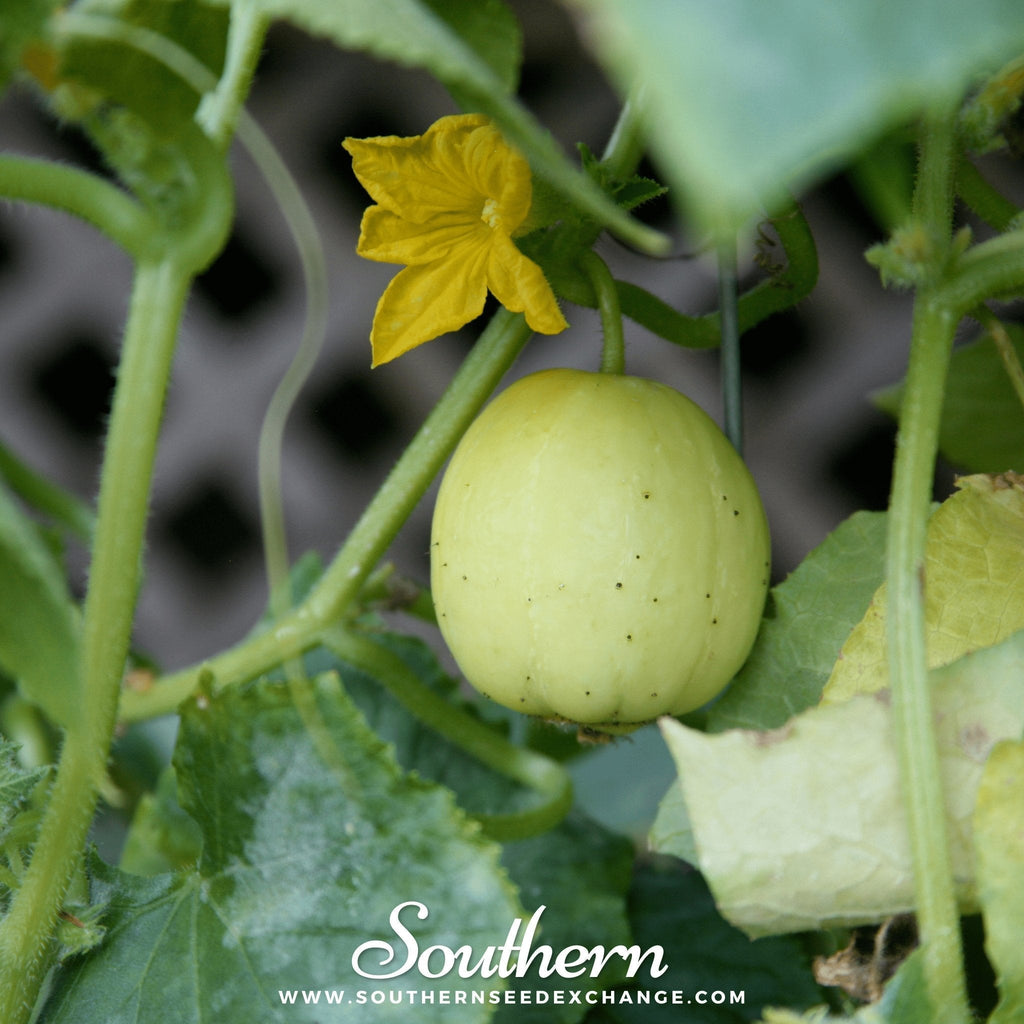 Lemon Cucumber – 30 Seeds Southern Seeds