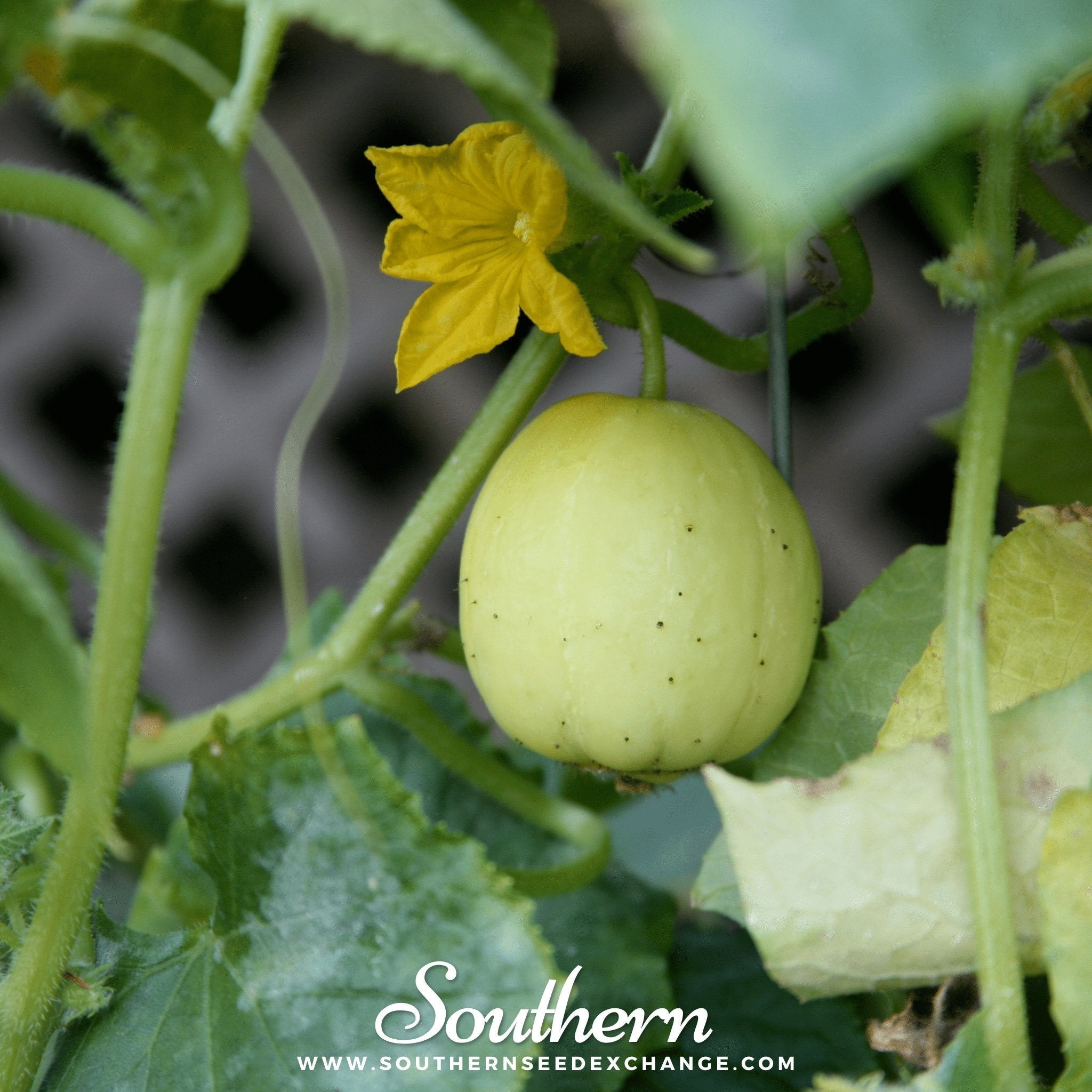 Lemon Cucumber – 30 Seeds Southern Seeds
