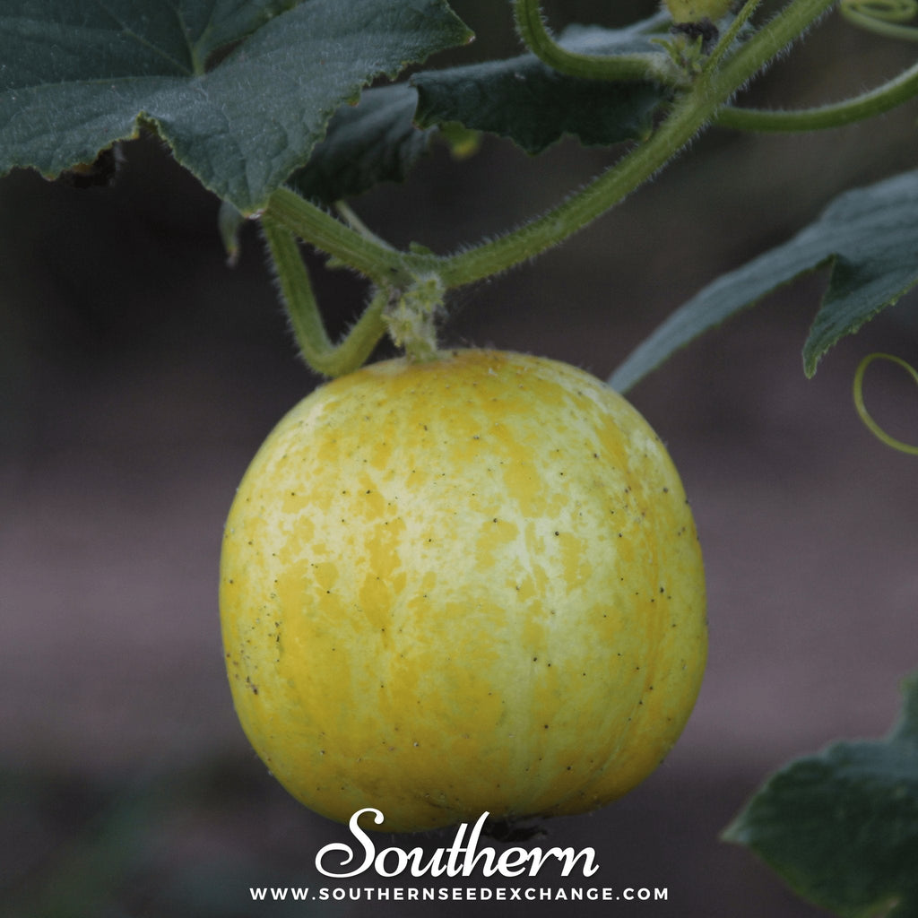 Lemon Cucumber – 30 Seeds Southern Seeds