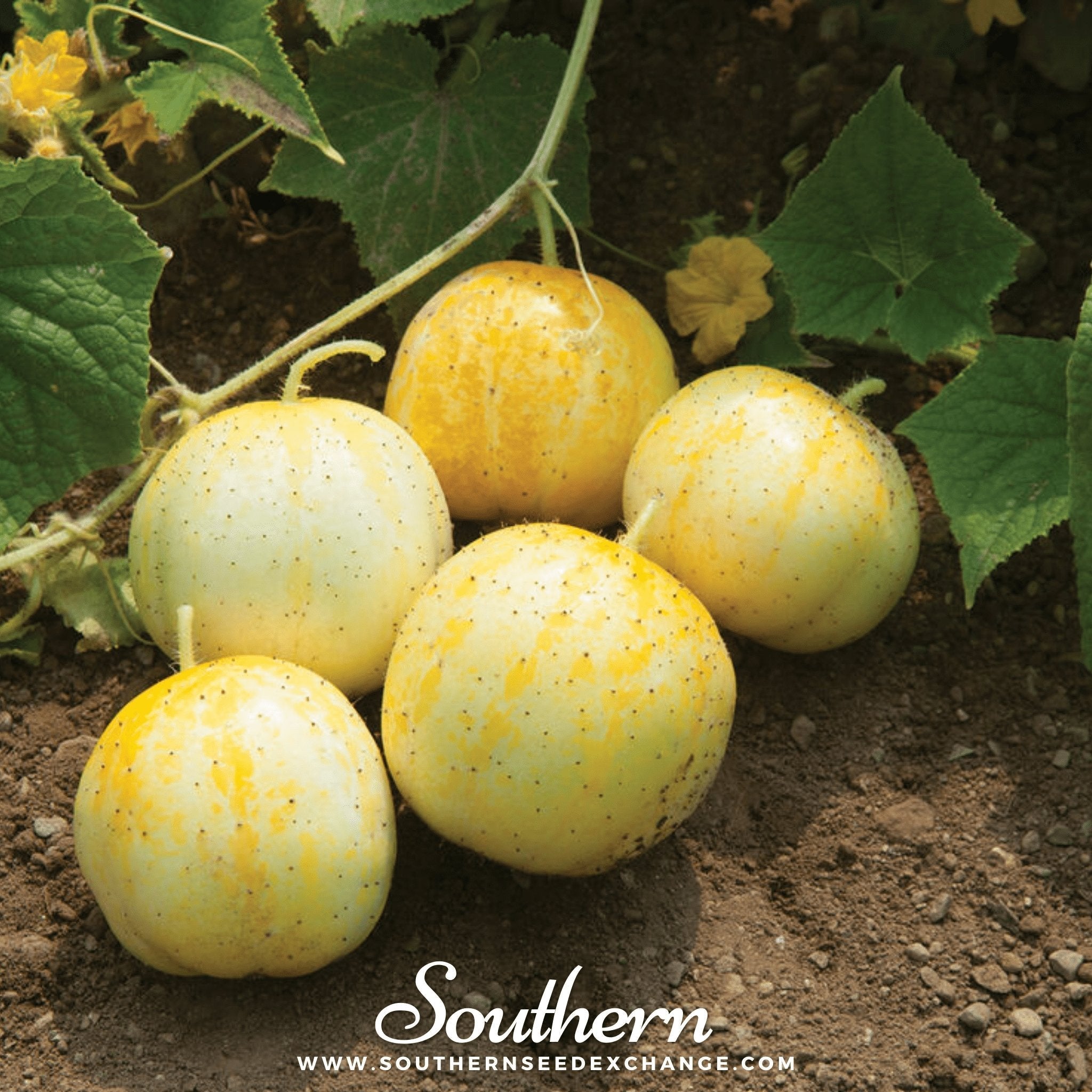 Lemon Cucumber – 30 Seeds Southern Seeds