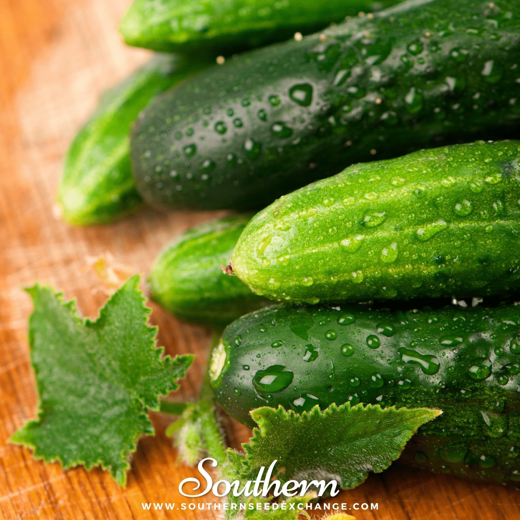 Marketmore 76 Cucumber – 30 Seeds Southern Seeds