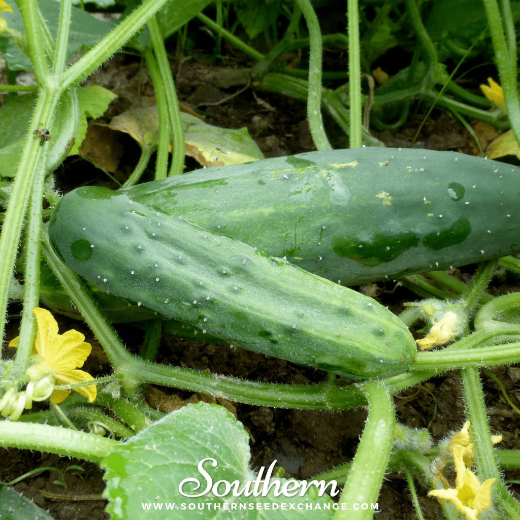 Marketmore 76 Cucumber – 30 Seeds Southern Seeds