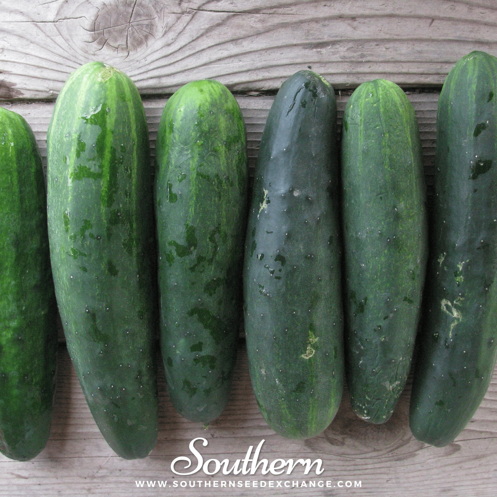 Marketmore 76 Cucumber – 30 Seeds Southern Seeds