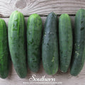 Marketmore 76 Cucumber – 30 Seeds Southern Seeds