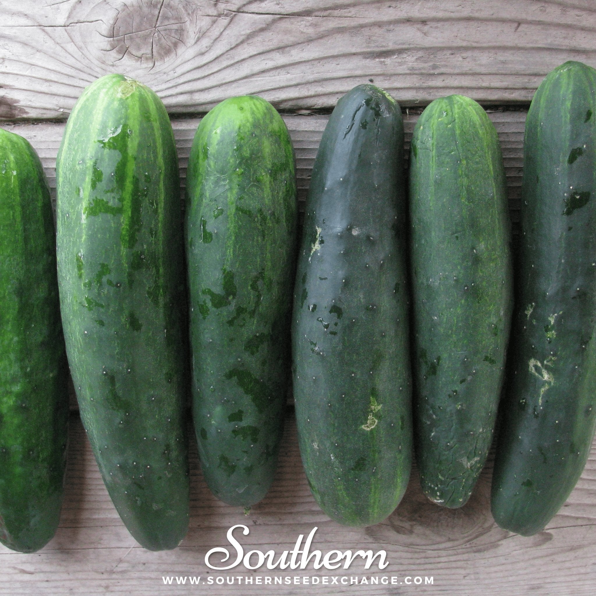 Marketmore 76 Cucumber – 30 Seeds Southern Seeds