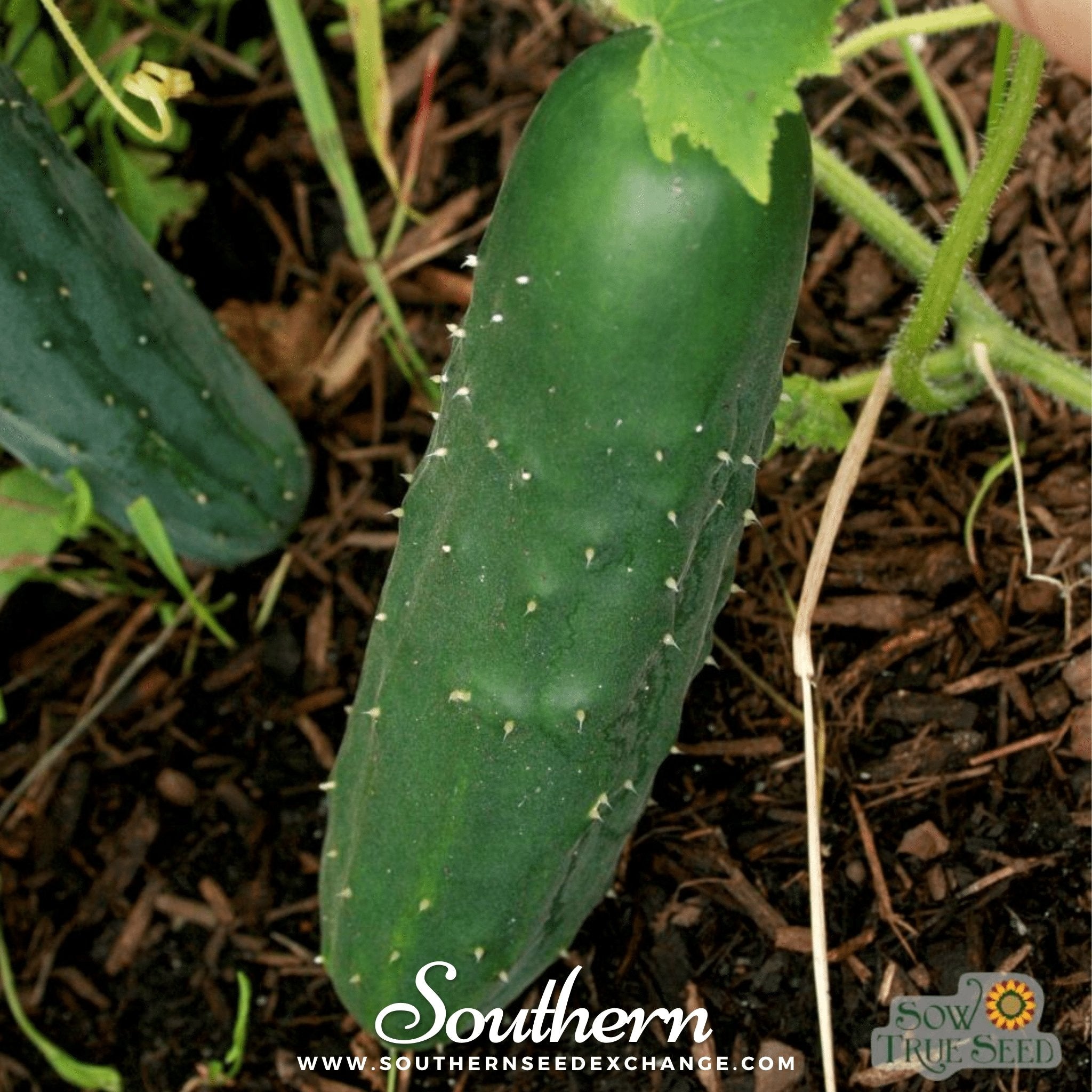 Marketmore 76 Cucumber – 30 Seeds Southern Seeds
