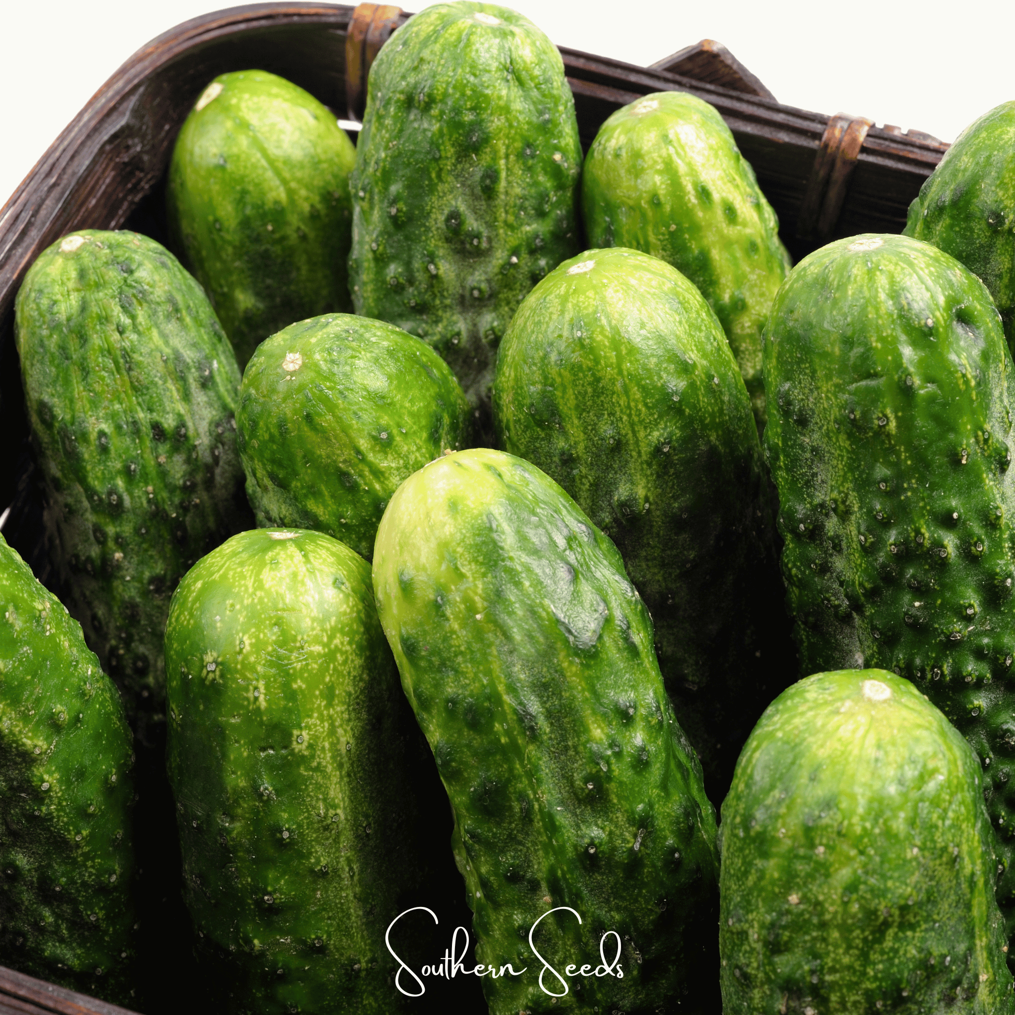 National Pickling Cucumber – 30 Seeds Southern Seeds