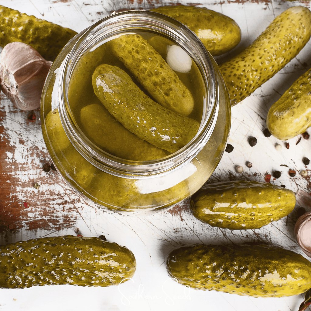 National Pickling Cucumber – 30 Seeds Southern Seeds