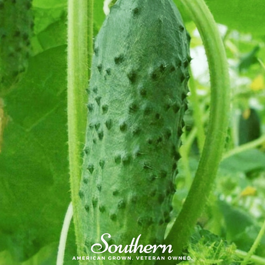Pioneer Cucumber – 30 Seeds Southern Seeds