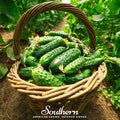 Pioneer Cucumber – 30 Seeds Southern Seeds