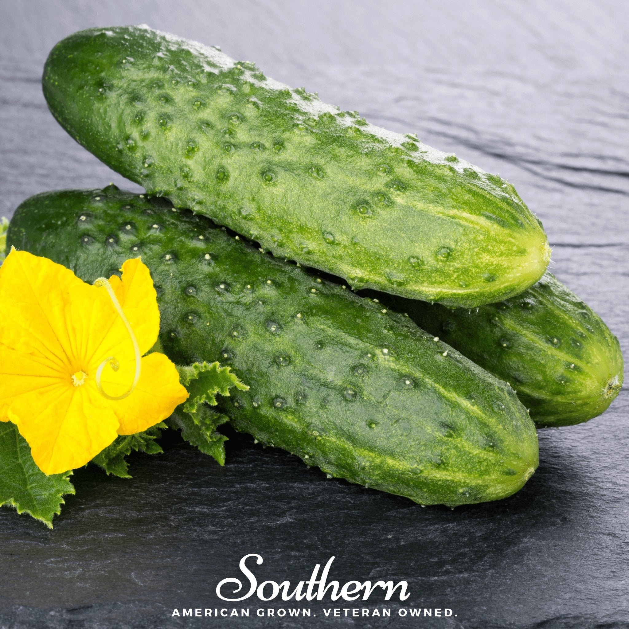 Pioneer Cucumber – 30 Seeds Southern Seeds