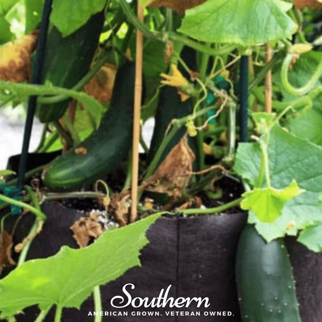 Spacemaster Cucumber – 30 Seeds Southern Seeds