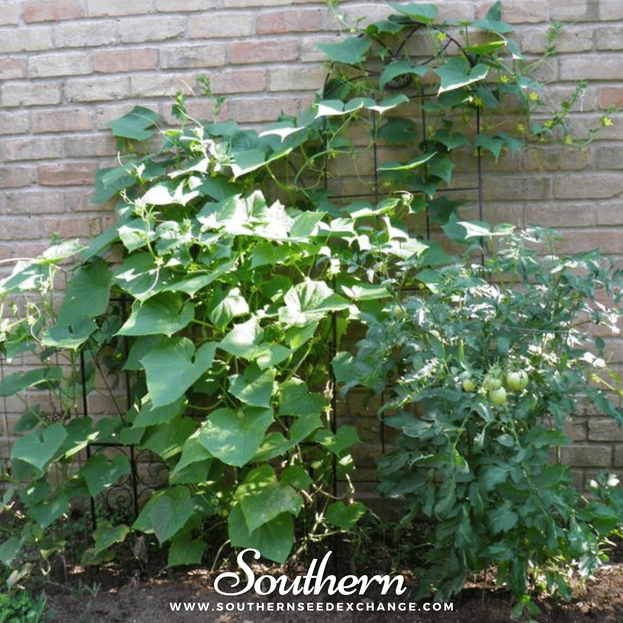 Straight 8 Cucumber – 30 Seeds Southern Seeds