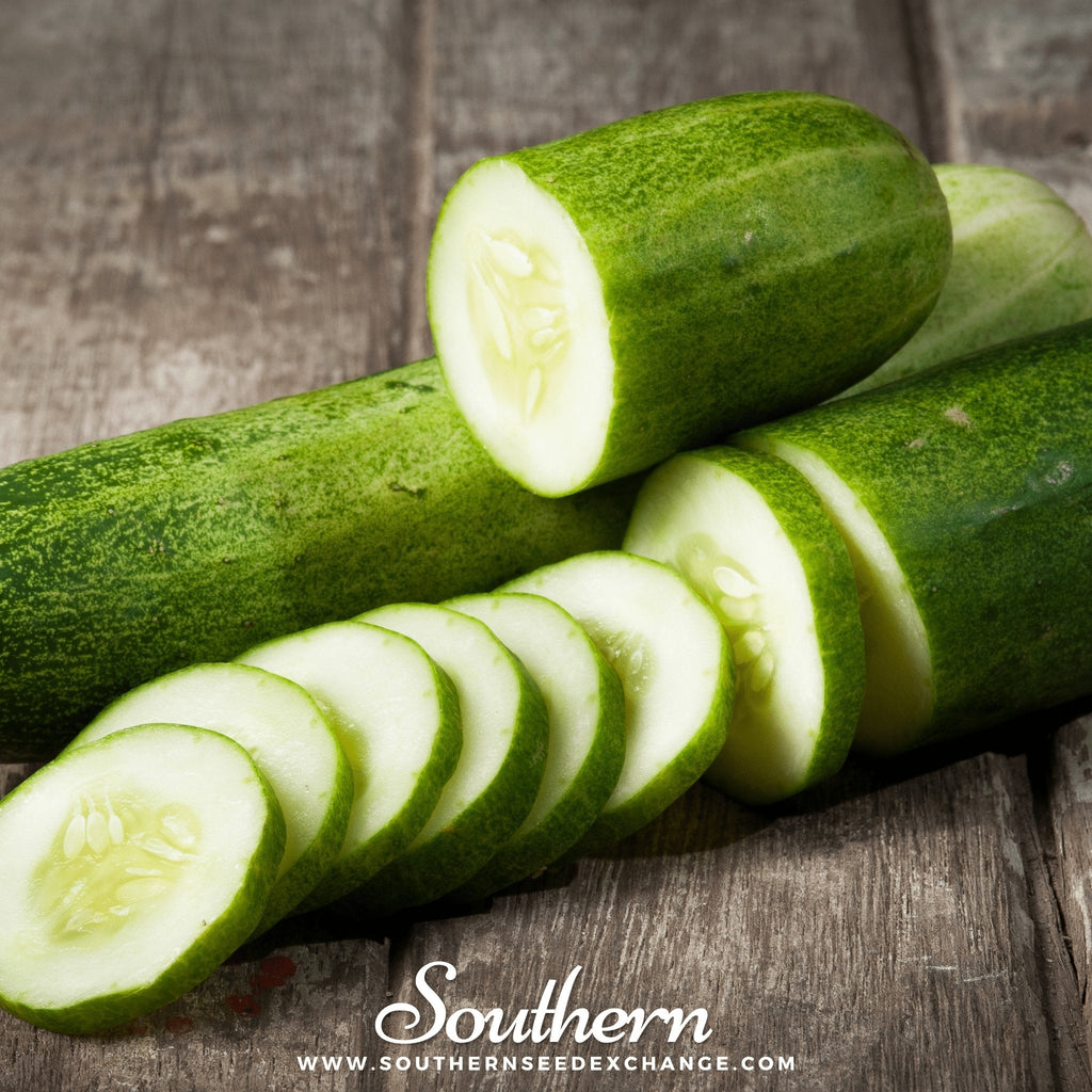 Straight 8 Cucumber – 30 Seeds Southern Seeds