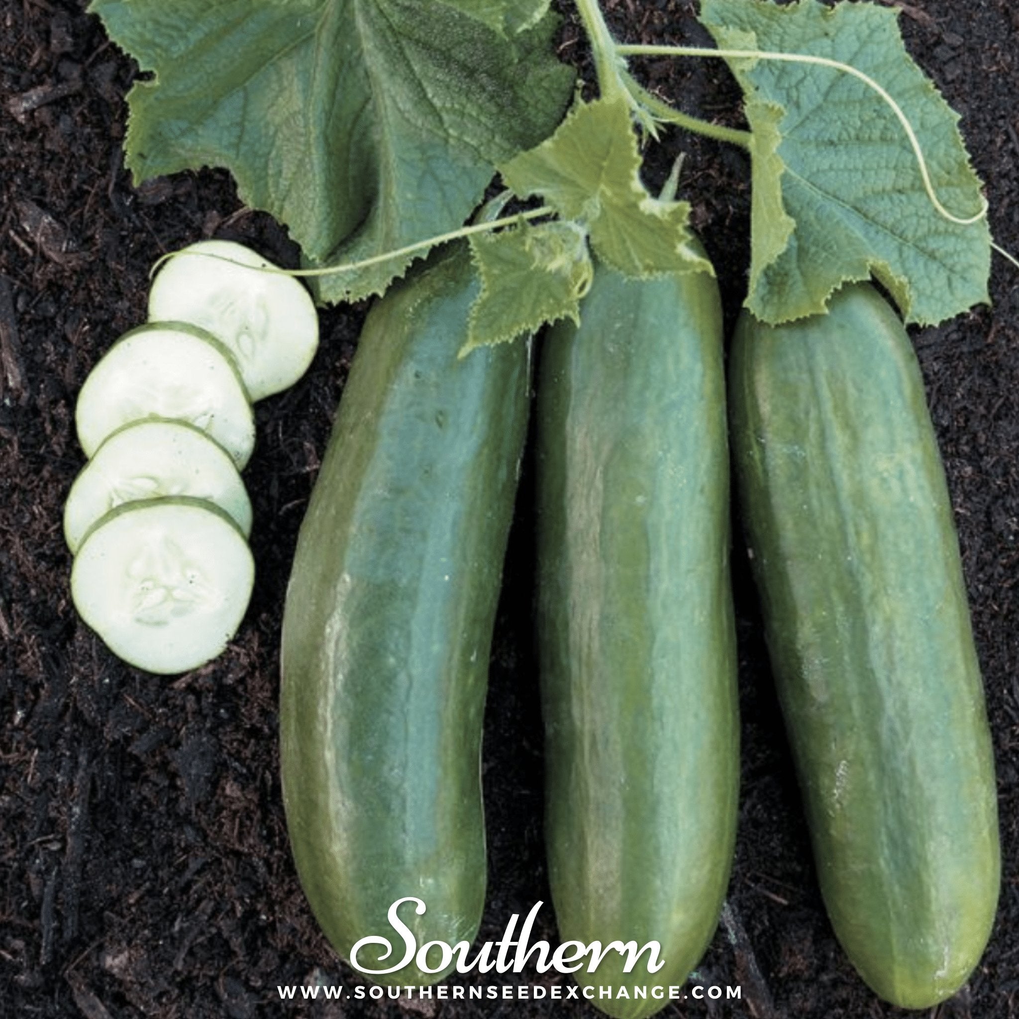 Straight 8 Cucumber – 30 Seeds Southern Seeds
