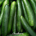 Straight 8 Cucumber – 30 Seeds Southern Seeds