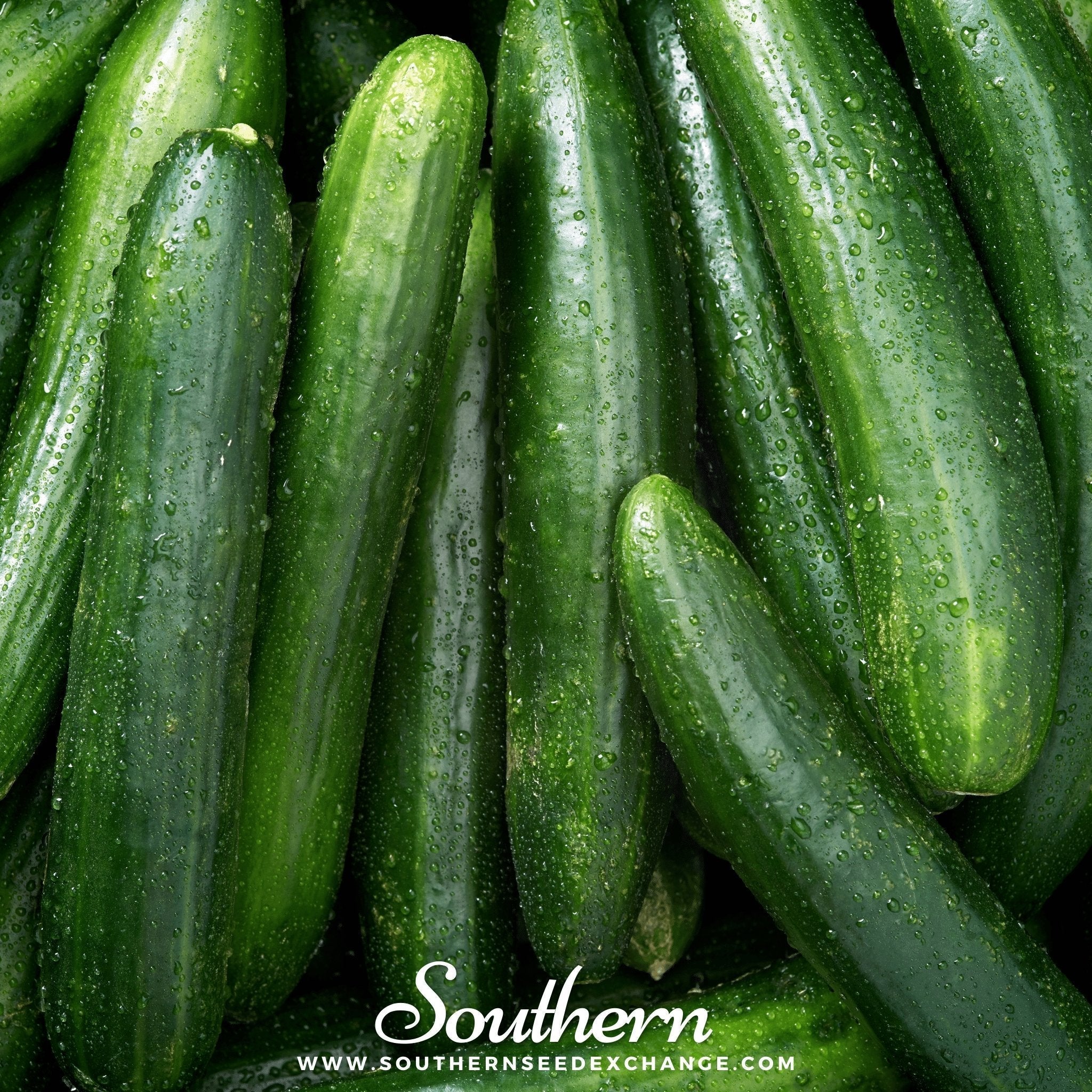 Straight 8 Cucumber – 30 Seeds Southern Seeds