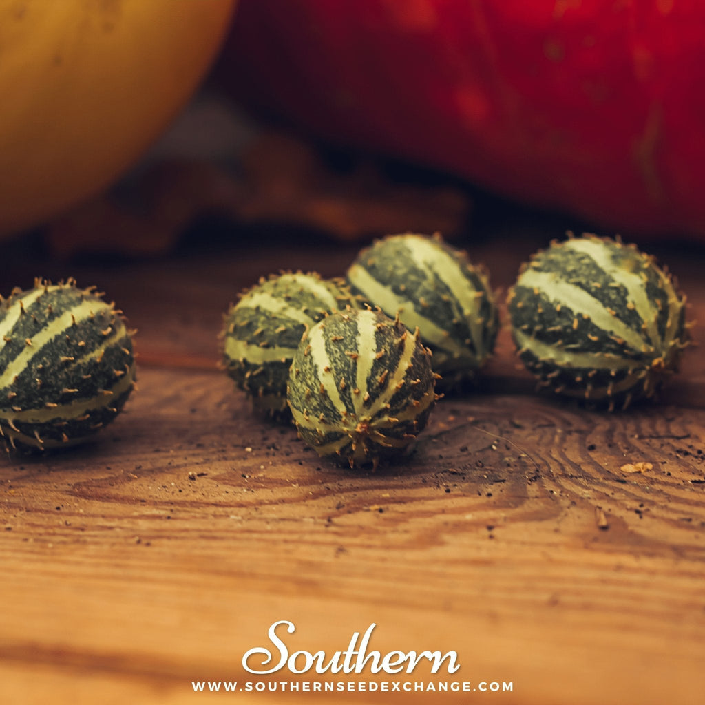 West Indian Gherkin Cucumber – 30 Seeds Southern Seeds