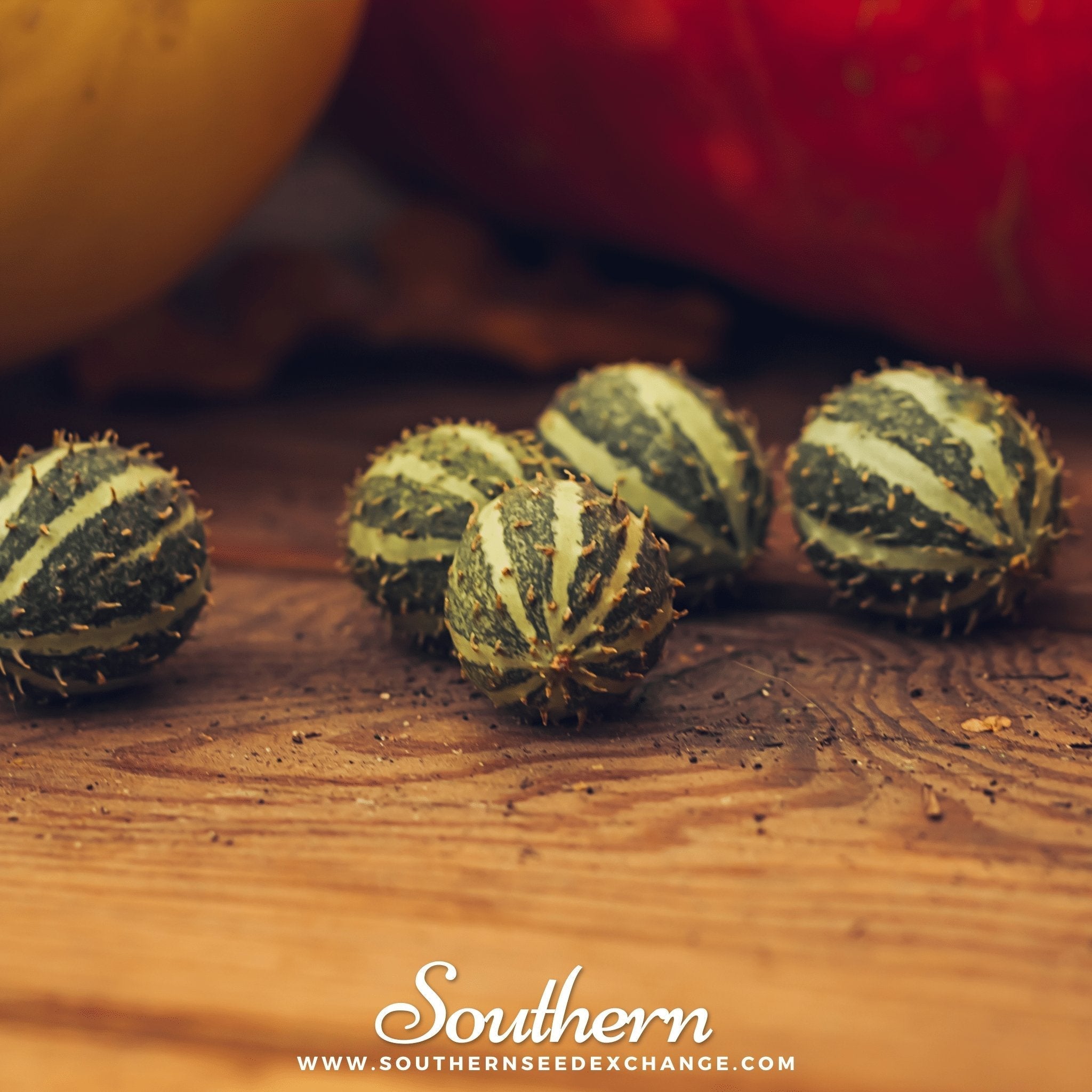 West Indian Gherkin Cucumber – 30 Seeds Southern Seeds