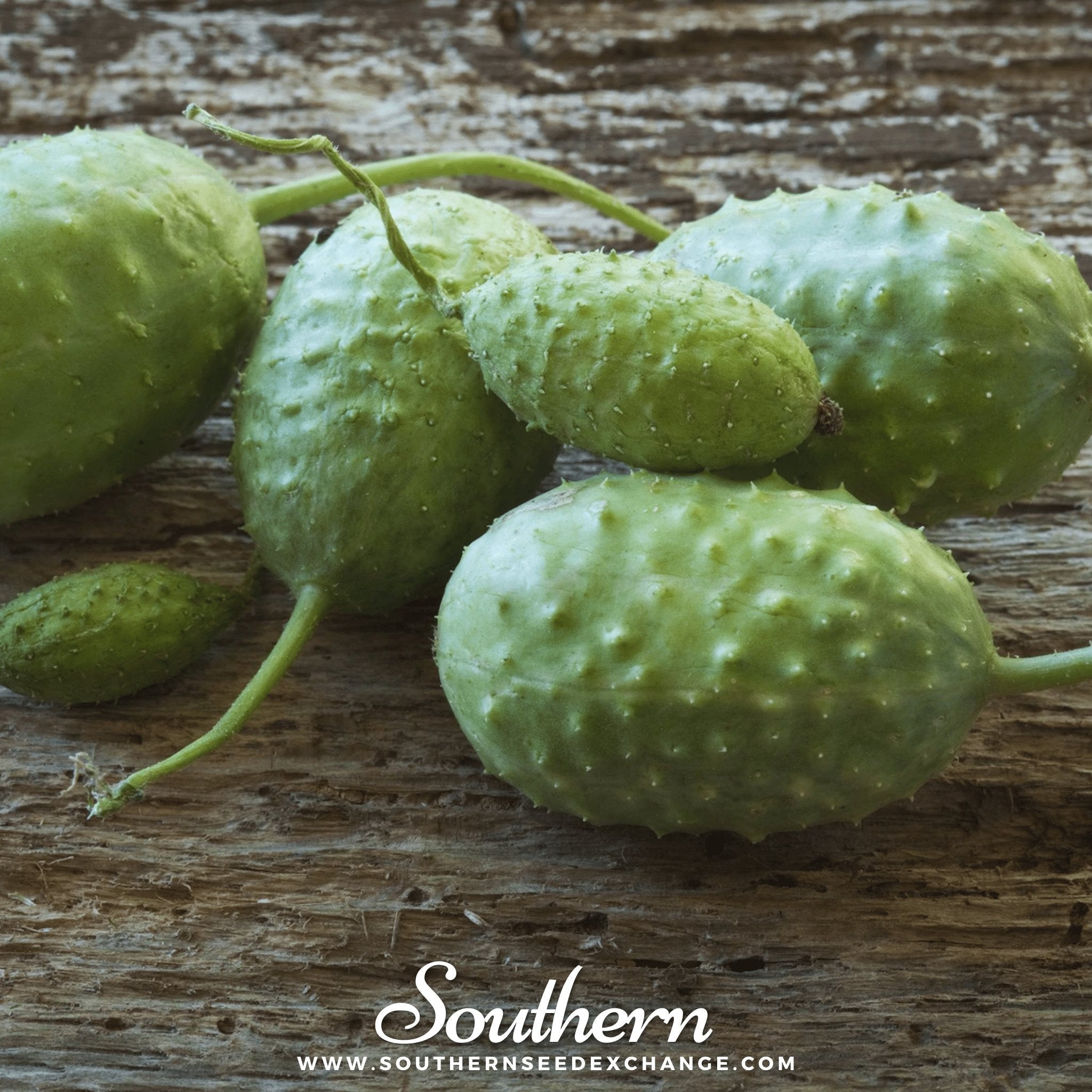 West Indian Gherkin Cucumber – 30 Seeds Southern Seeds