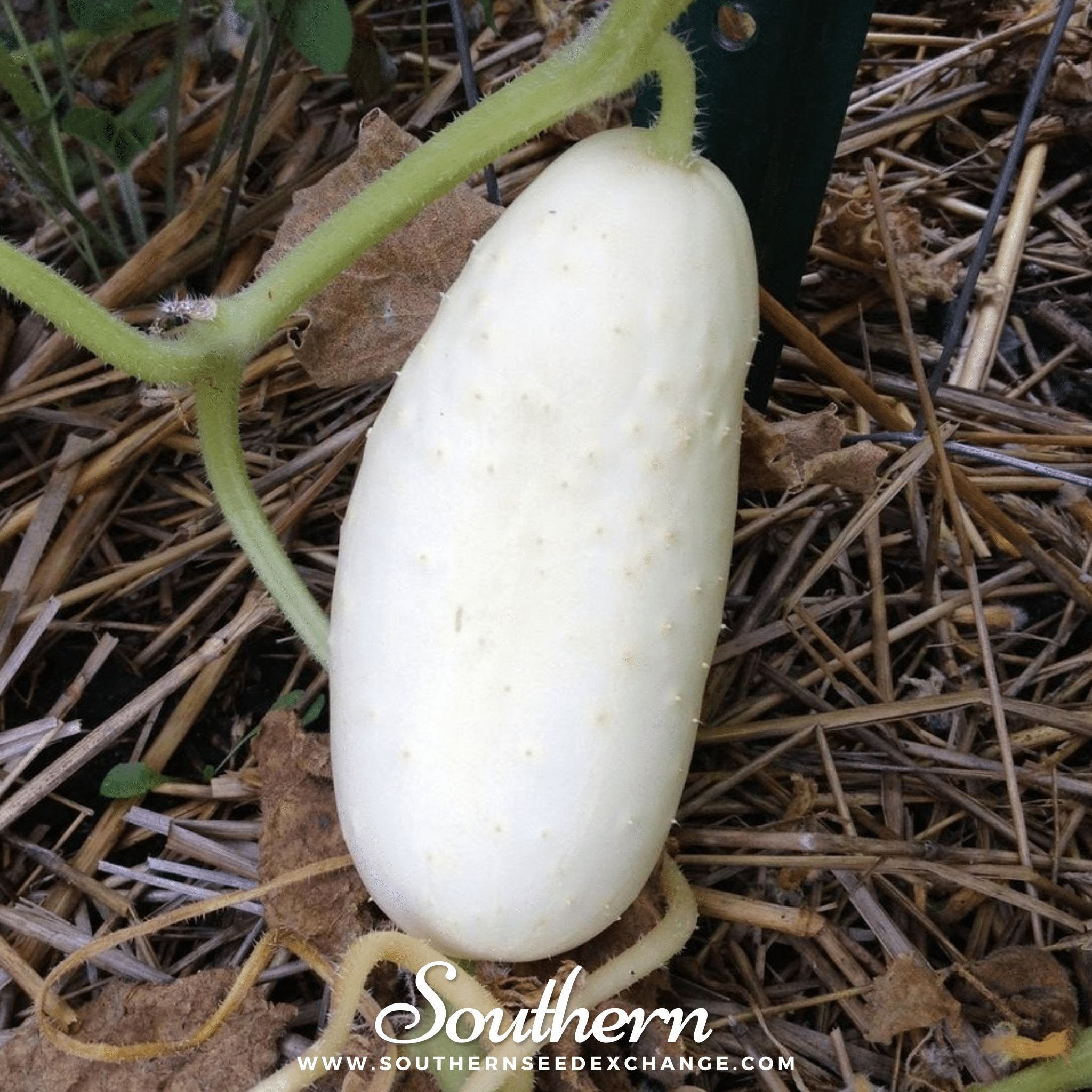 White Wonder Cucumber – 30 Seeds Southern Seeds