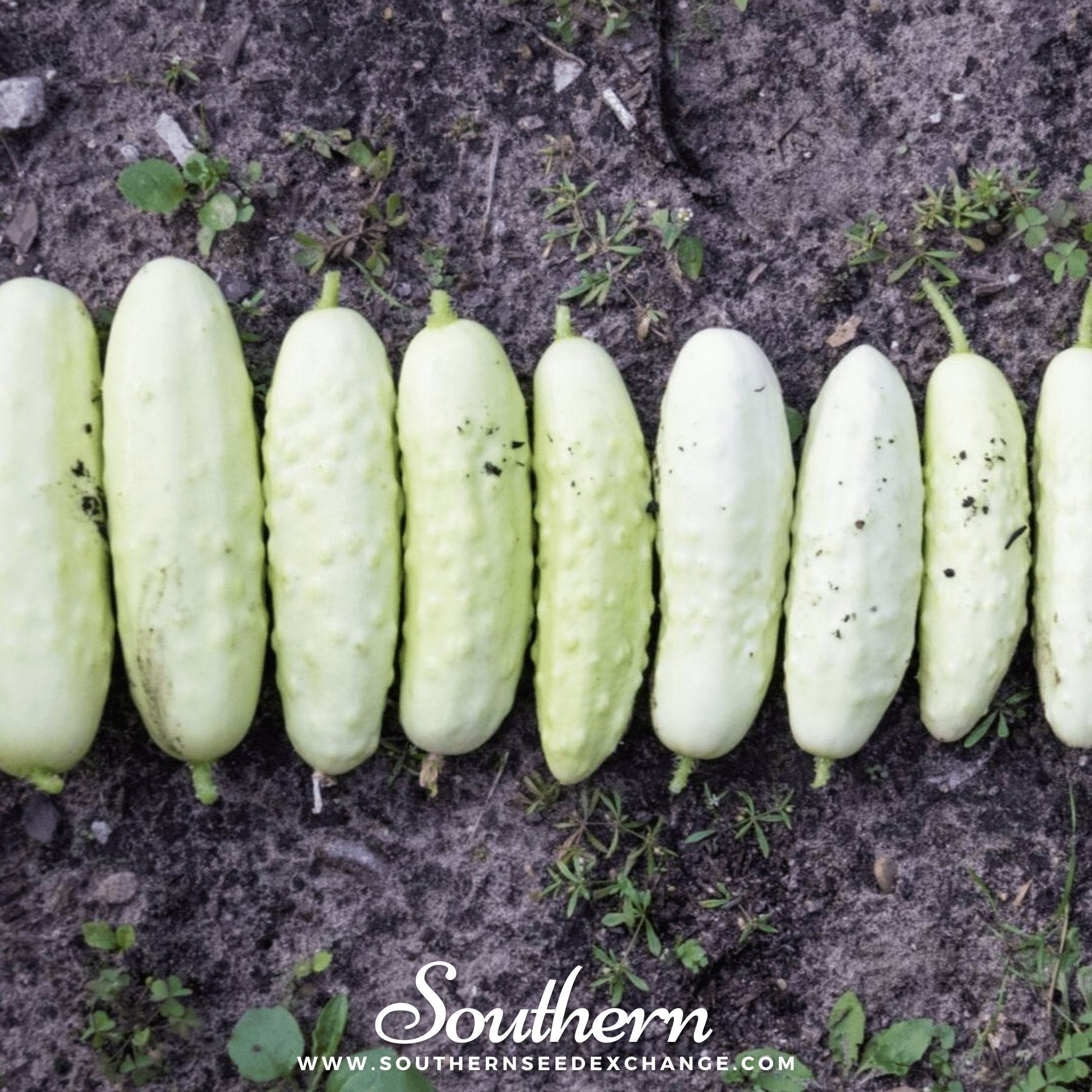White Wonder Cucumber – 30 Seeds Southern Seeds