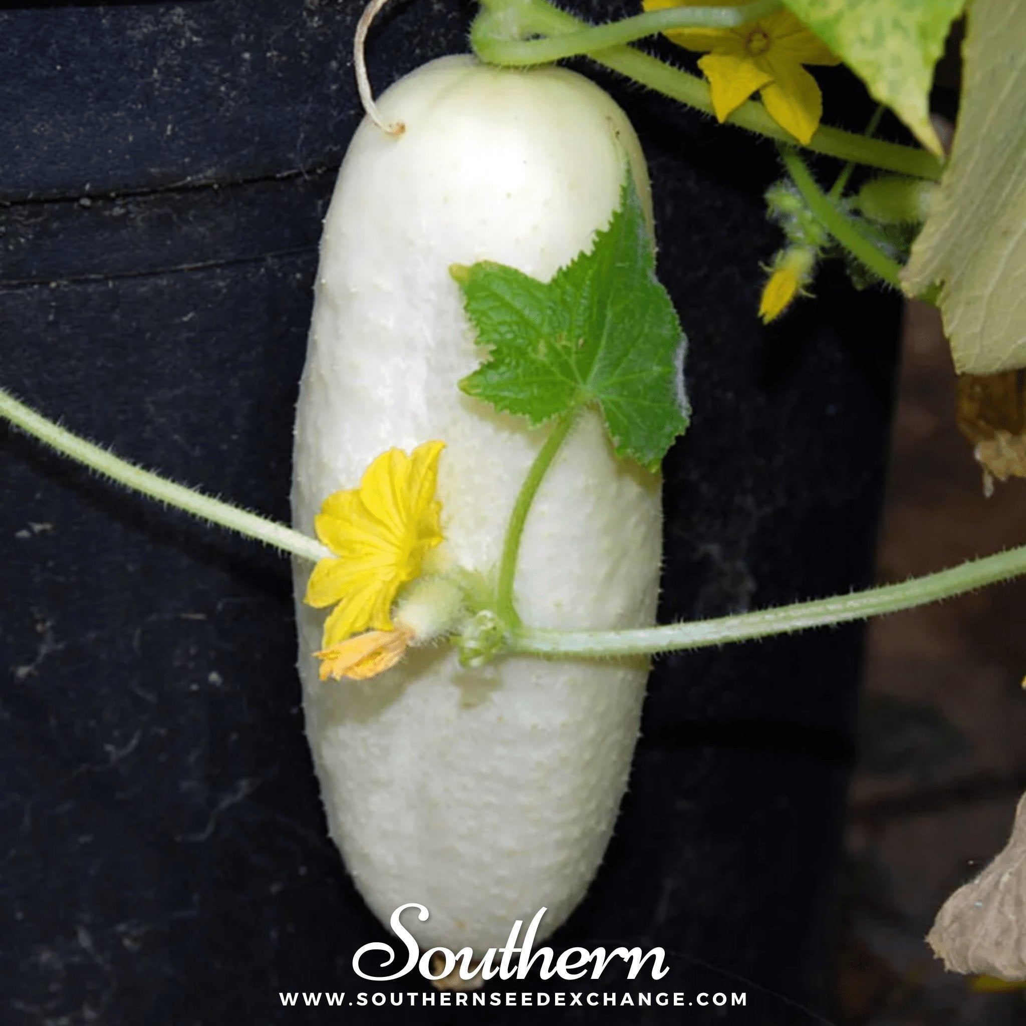 White Wonder Cucumber – 30 Seeds Southern Seeds