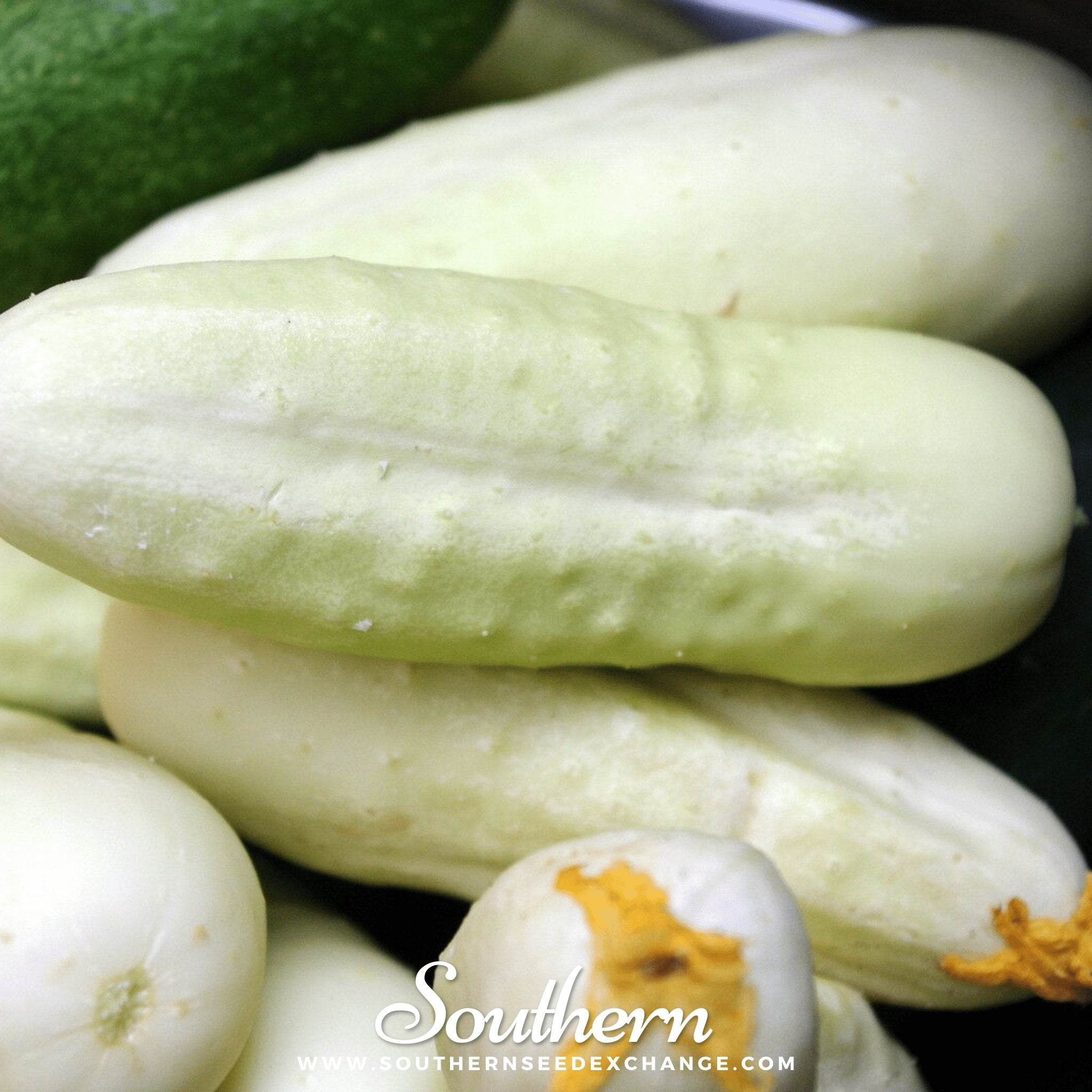 White Wonder Cucumber – 30 Seeds Southern Seeds