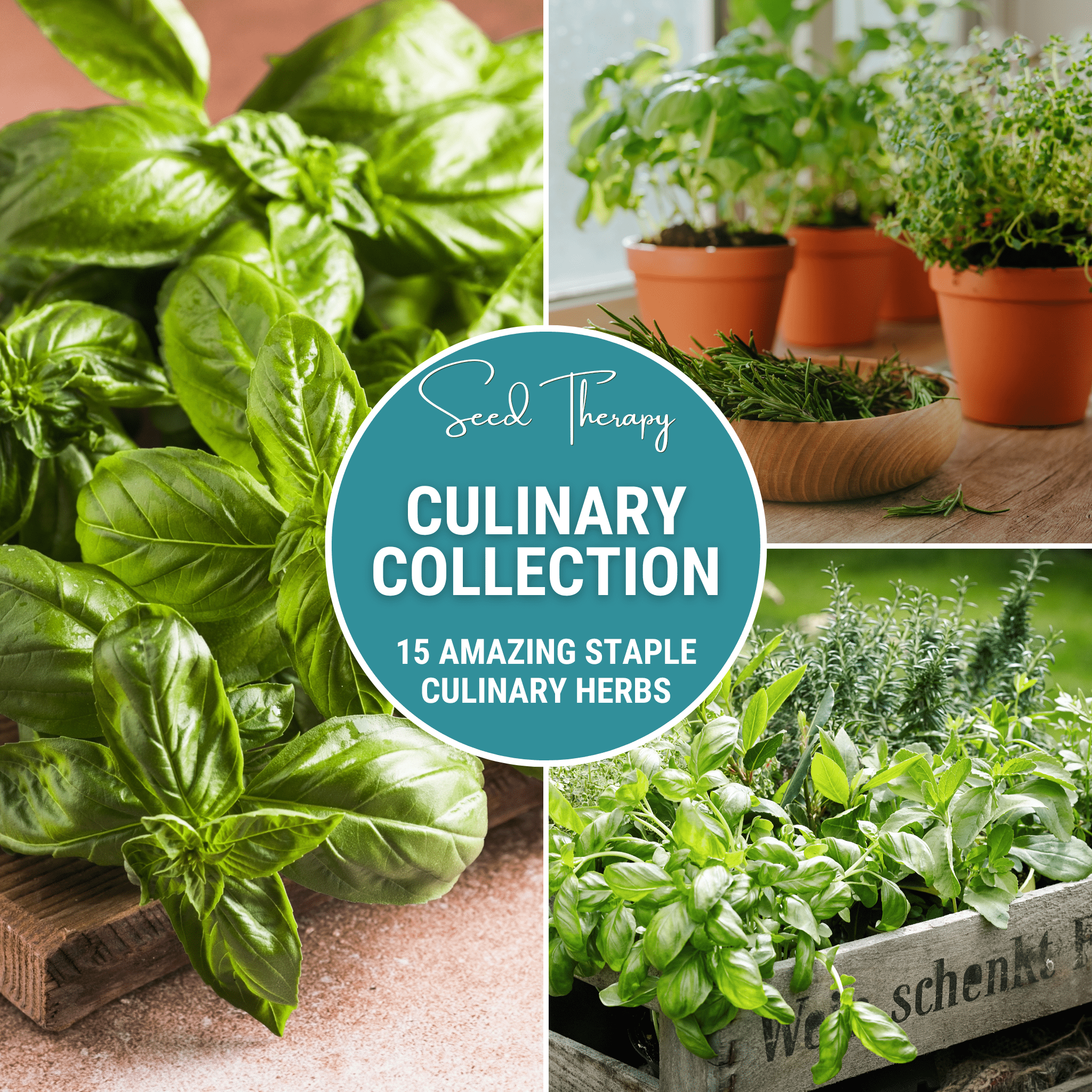 Culinary Herb Seed Collection – 15 Varieties Southern Seeds