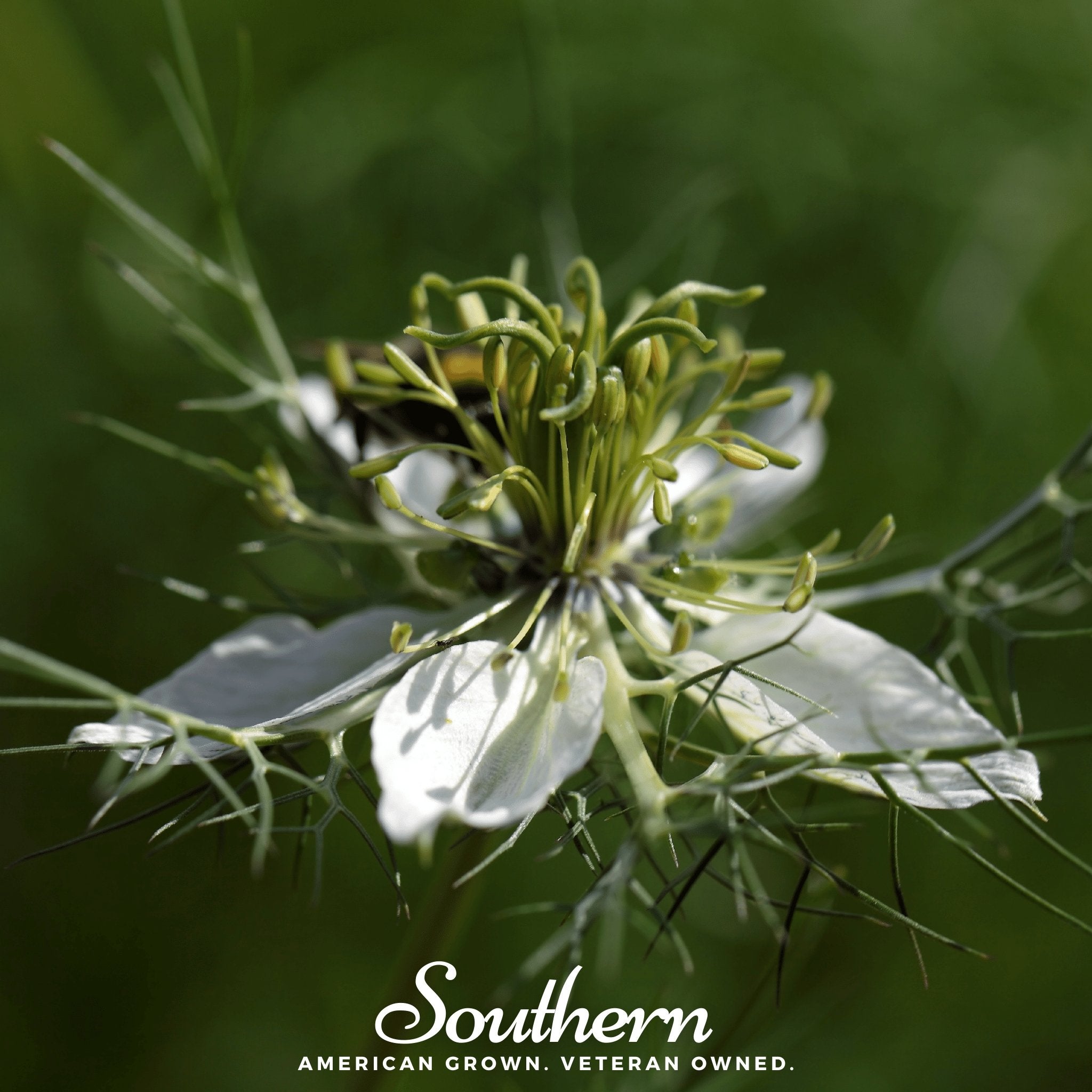 Black Cumin – 50 Seeds Southern Seeds
