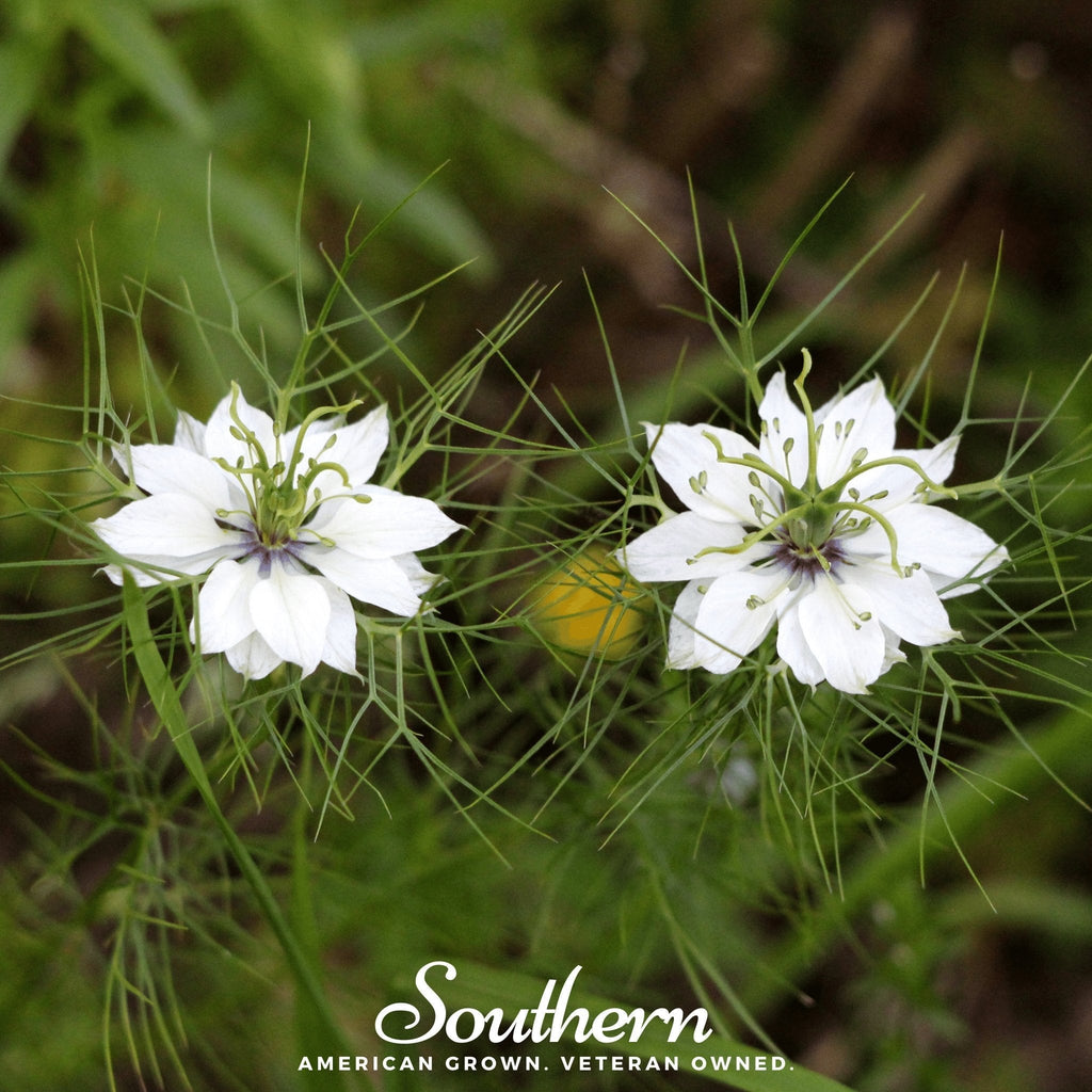 Black Cumin – 50 Seeds Southern Seeds
