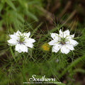 Black Cumin – 50 Seeds Southern Seeds