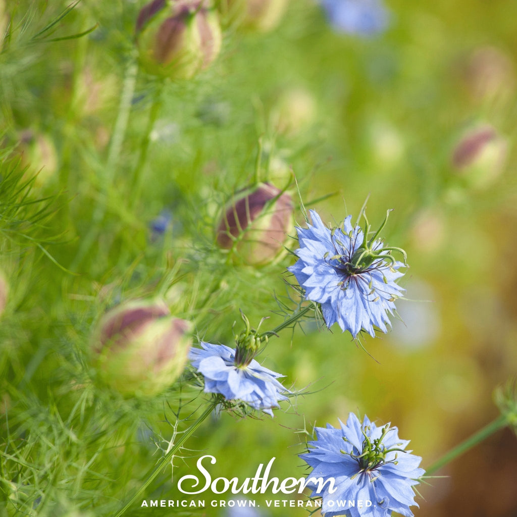 Black Cumin – 50 Seeds Southern Seeds